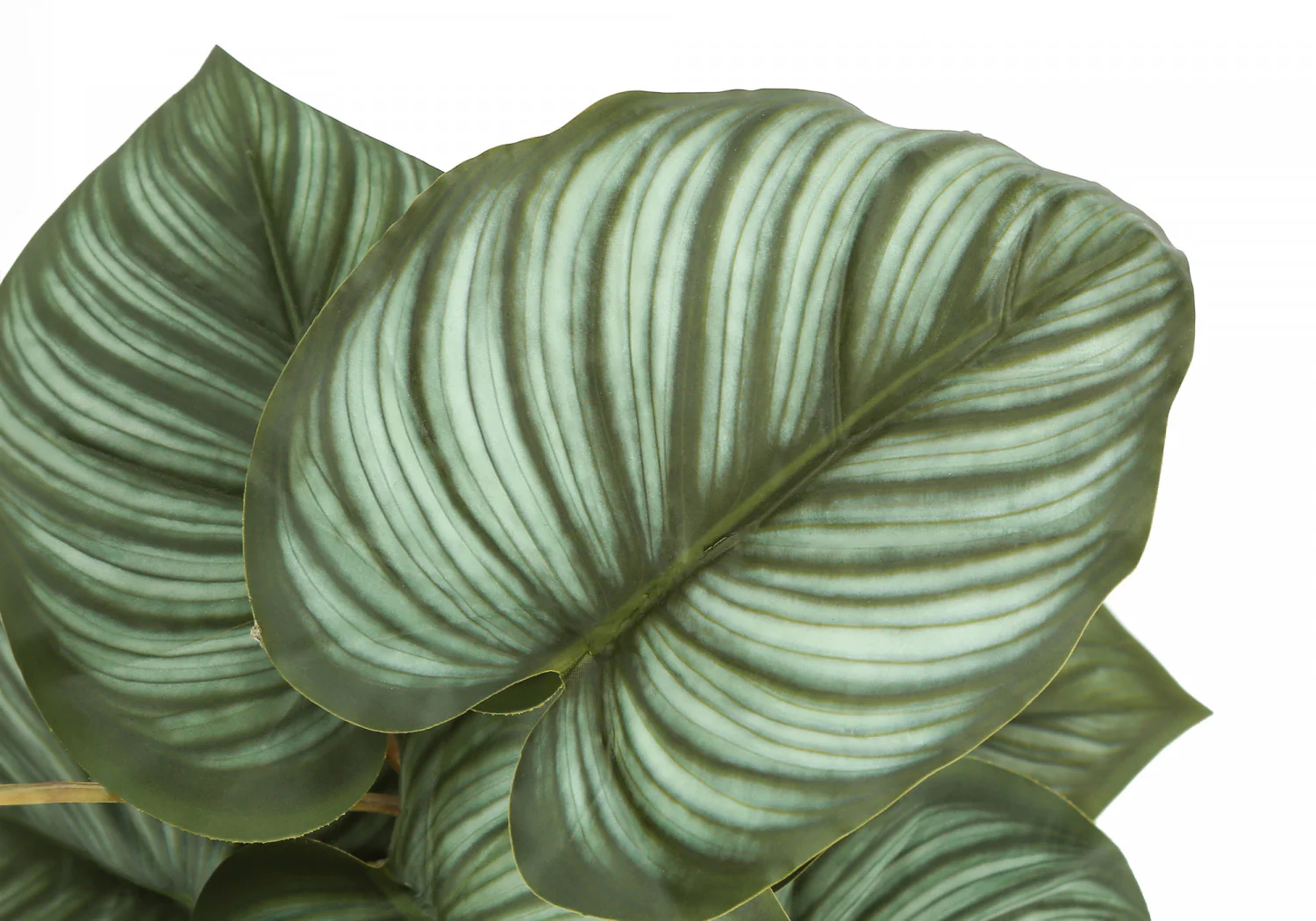 13" Epipremnum Plant With 4" Black Pot - Green - Set Of Two - Image 5