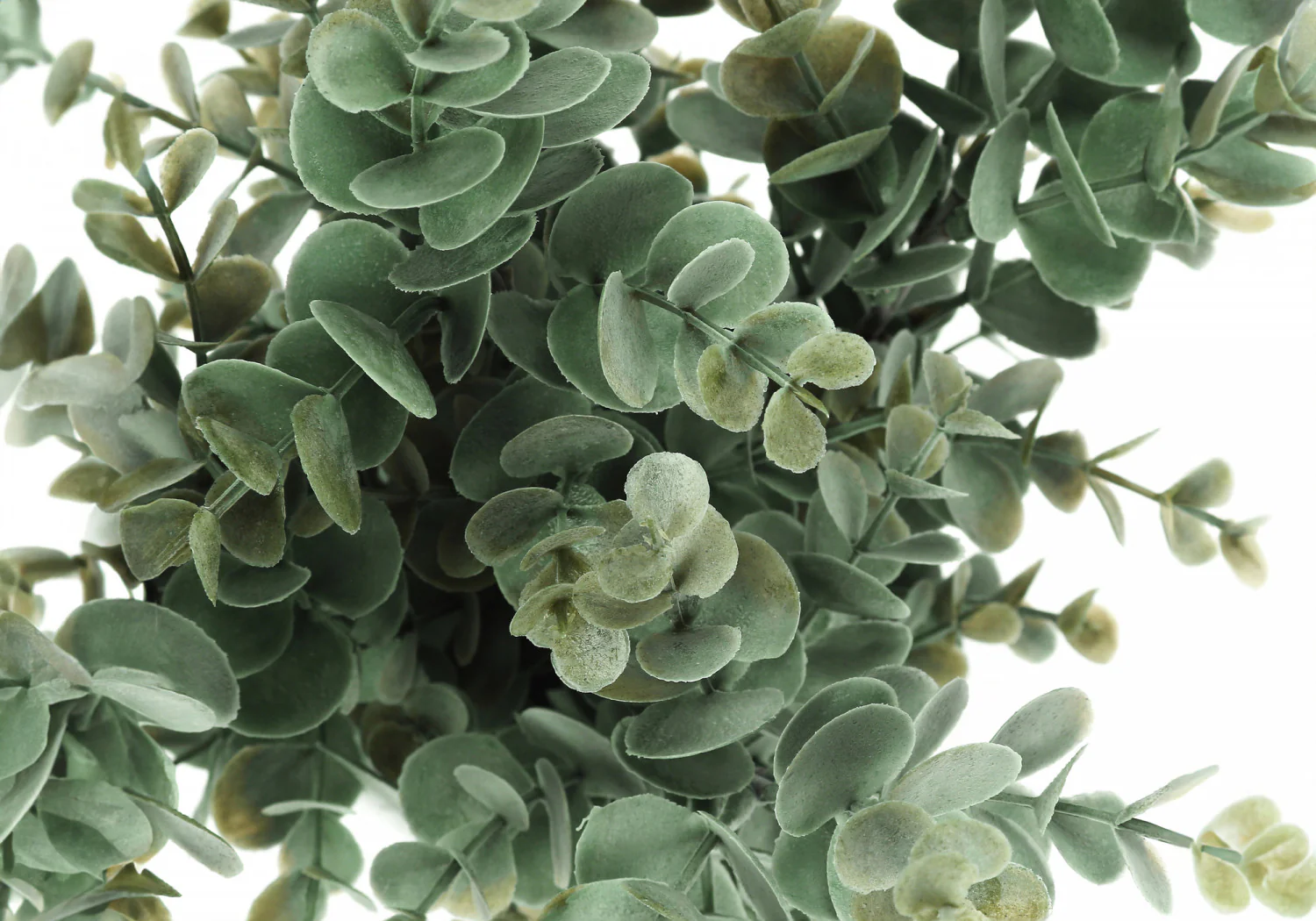 13" Eucalyptus Grass Plant With 4" White Pot - Green - Set of Two - Image 5