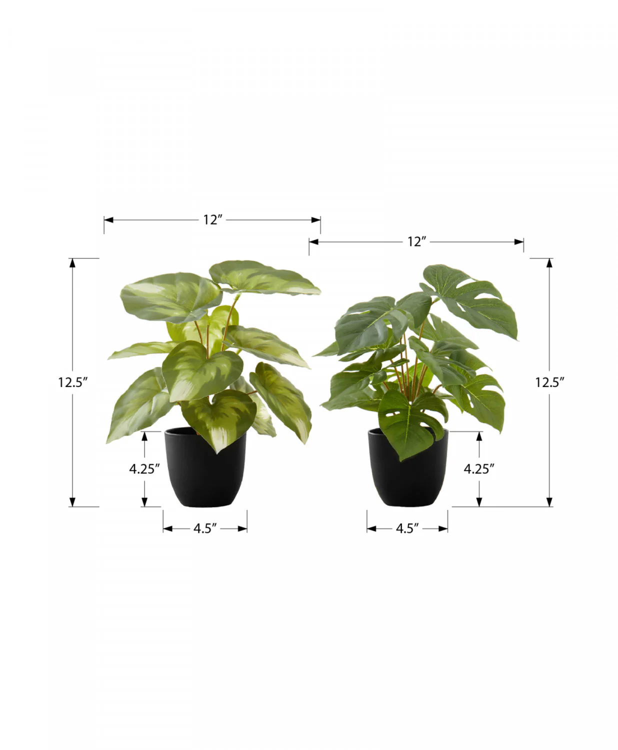 13" Monstera and Calathea Plants with 4" Black Pot - Green - Set of Two - Image 3