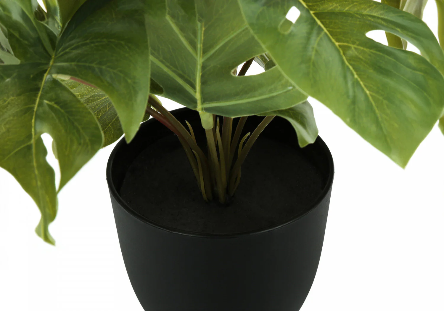 13" Monstera and Calathea Plants with 4" Black Pot - Green - Set of Two - Image 4