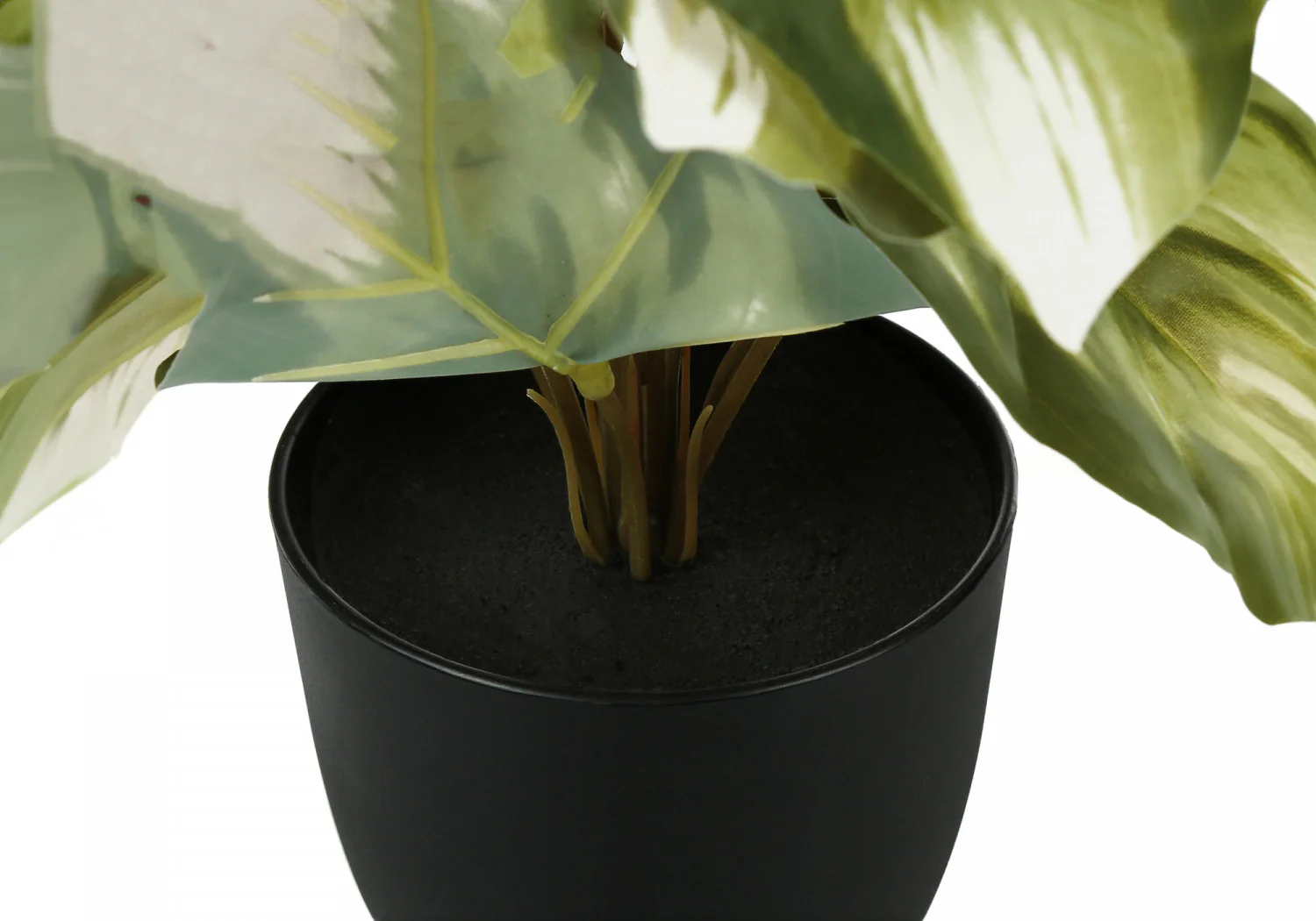 13" Monstera and Calathea Plants with 4" Black Pot - Green - Set of Two - Image 5