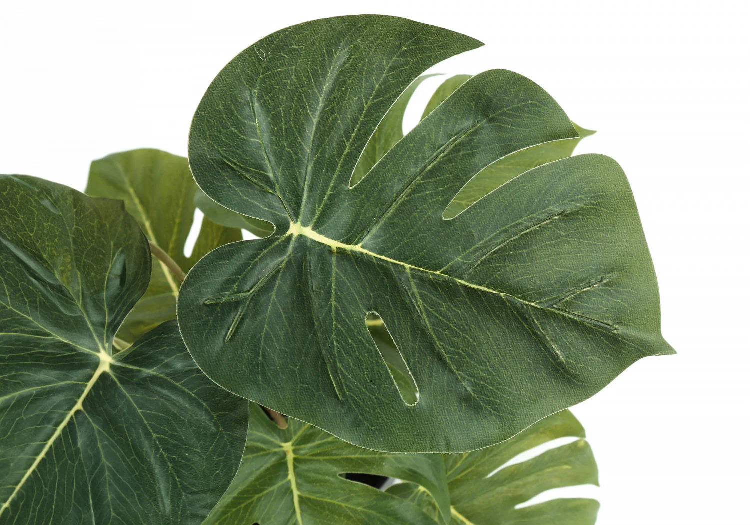 13" Monstera and Calathea Plants with 4" Black Pot - Green - Set of Two - Image 6