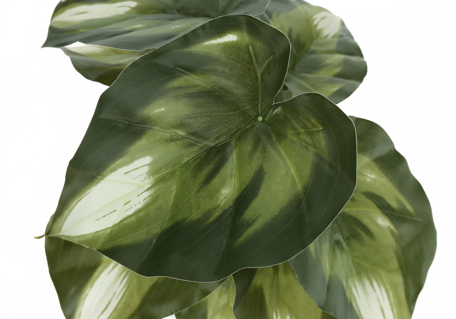 13" Monstera and Calathea Plants with 4" Black Pot - Green - Set of Two - Image 7