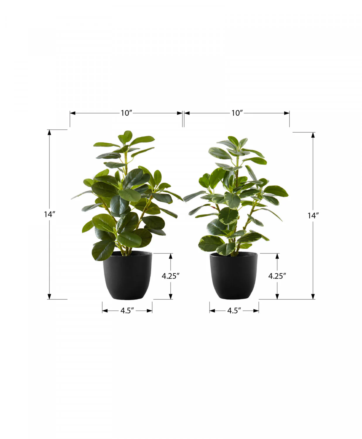 14" Ficus Elastica Plant with 4" Black Pot - Green - Set of Two - Image 3