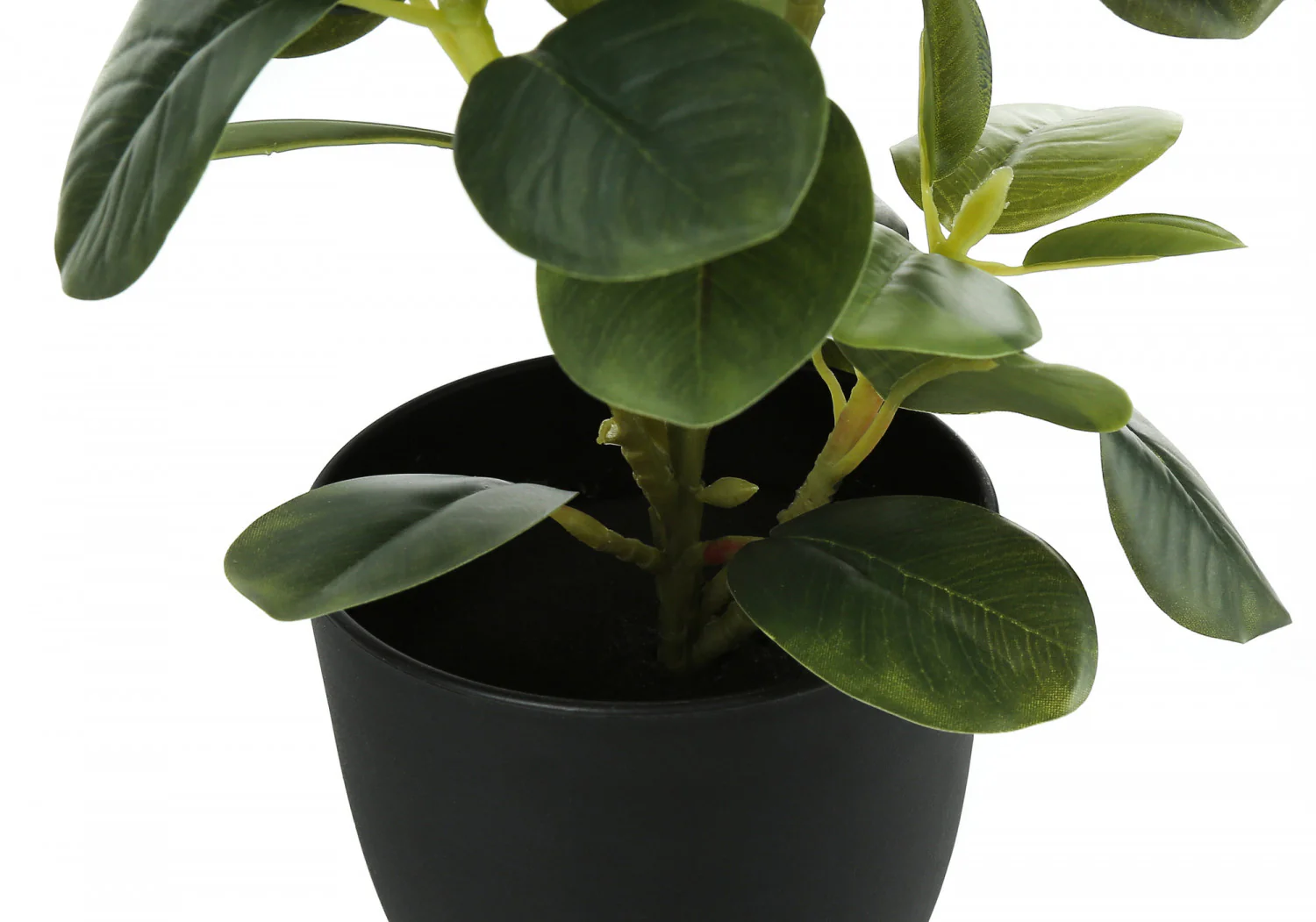 14" Ficus Elastica Plant with 4" Black Pot - Green - Set of Two - Image 4