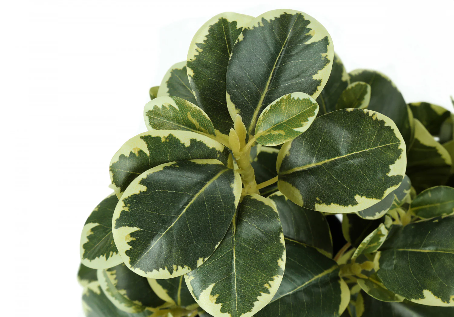 14" Ficus Elastica Plant with 4" Black Pot - Green - Set of Two - Image 5