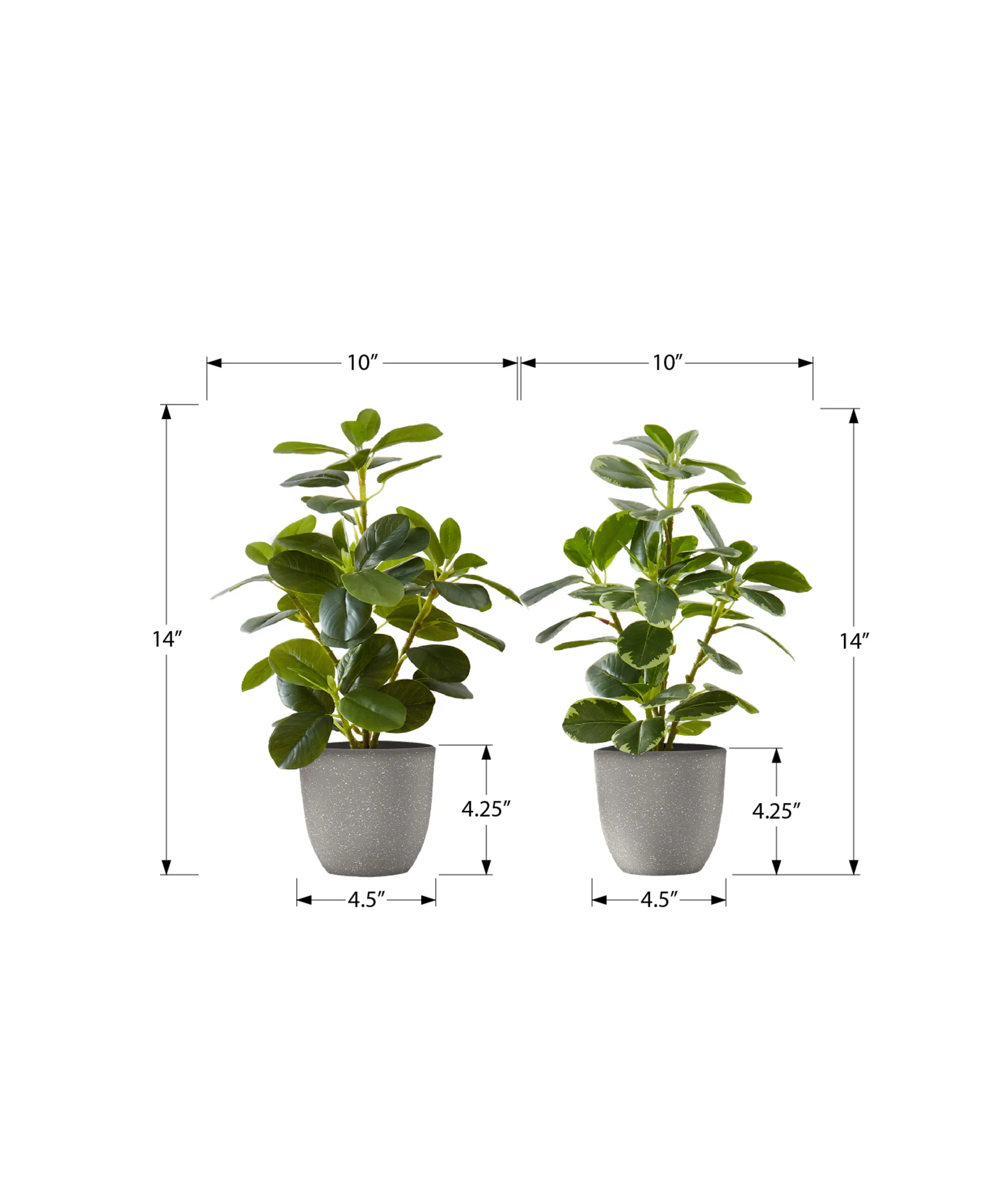 14" Ficus Elastica Plant with 4" Grey Pot - Green - Set of Two - Image 2