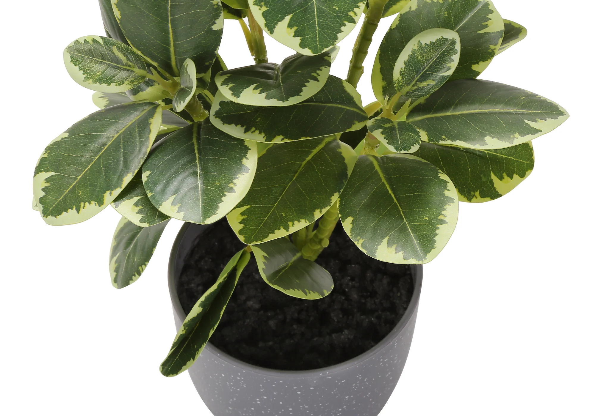 14" Ficus Elastica Plant with 4" Grey Pot - Green - Set of Two - Image 4