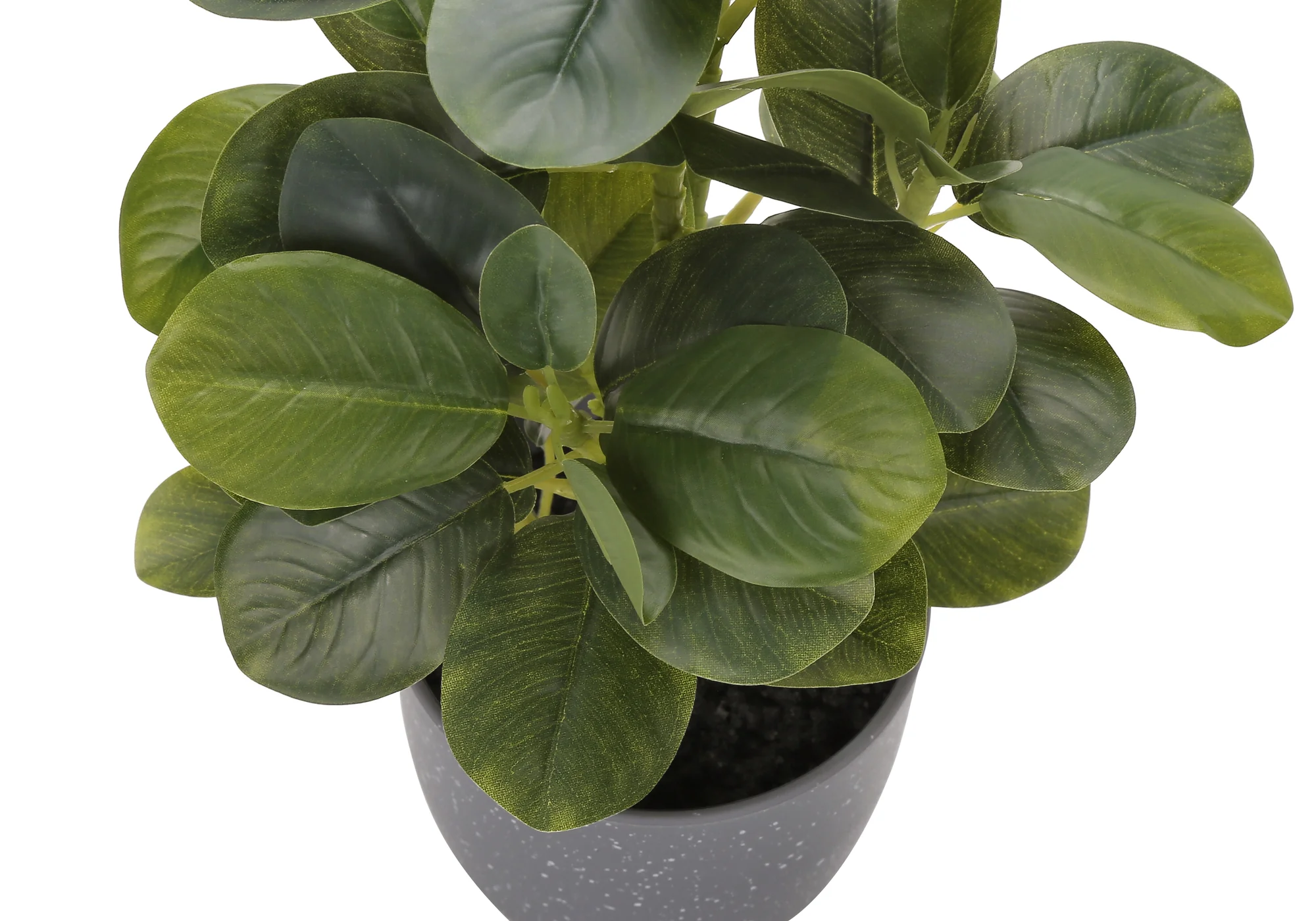 14" Ficus Elastica Plant with 4" Grey Pot - Green - Set of Two - Image 5