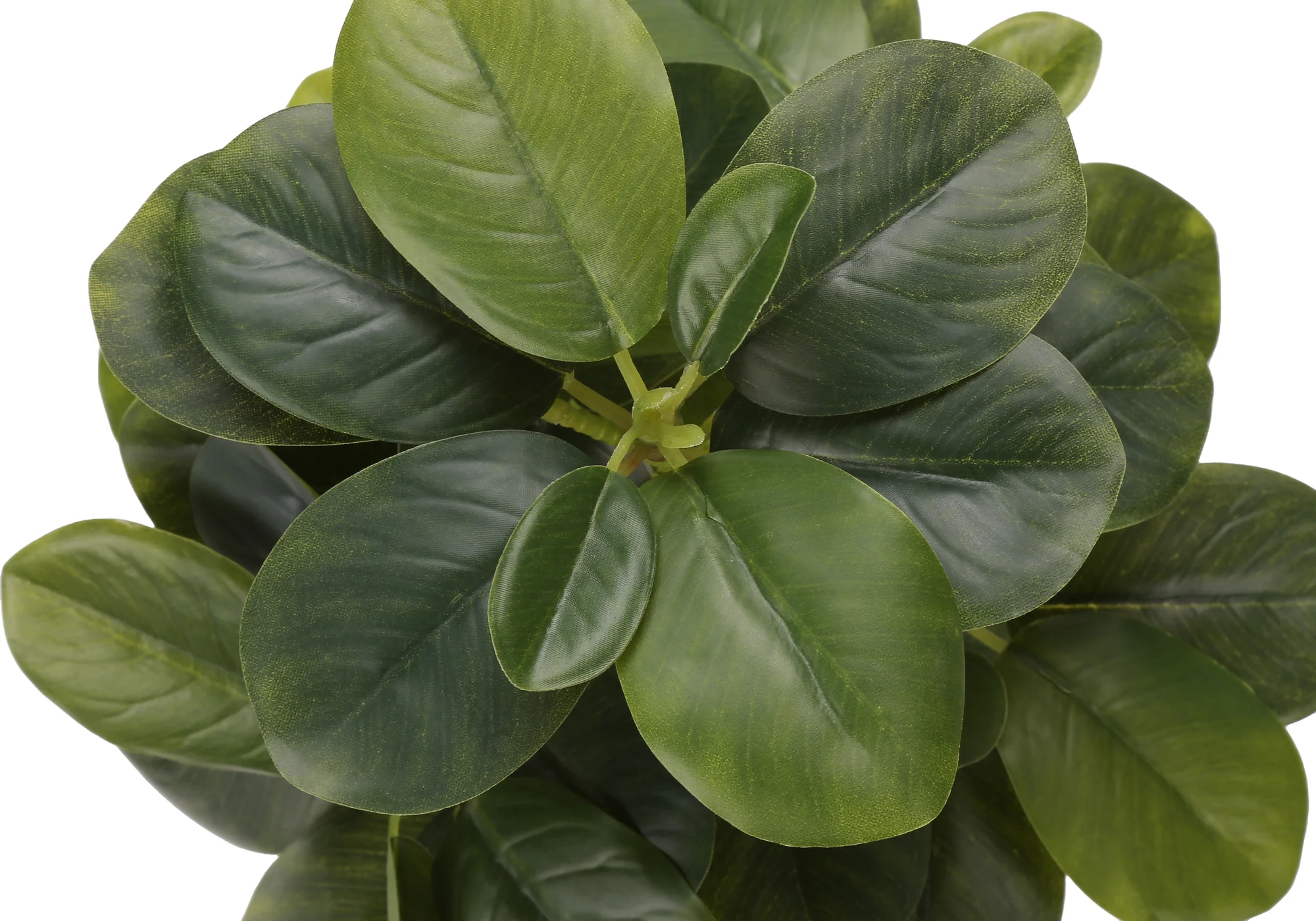 14" Ficus Elastica Plant with 4" Grey Pot - Green - Set of Two - Image 7