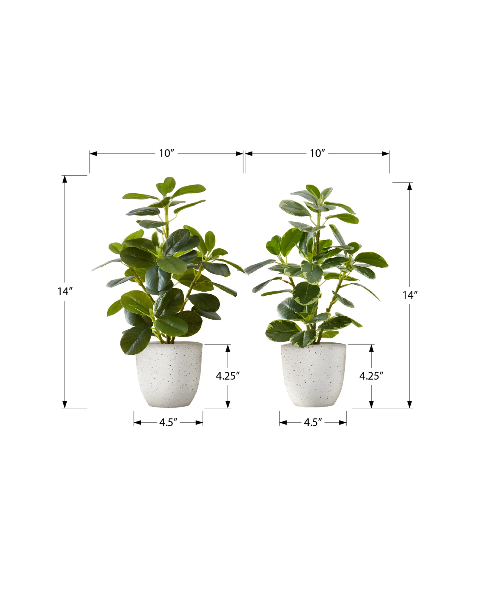 14" Ficus Elastica Plant with 4" White Pot - Green - Set of Two - Image 3