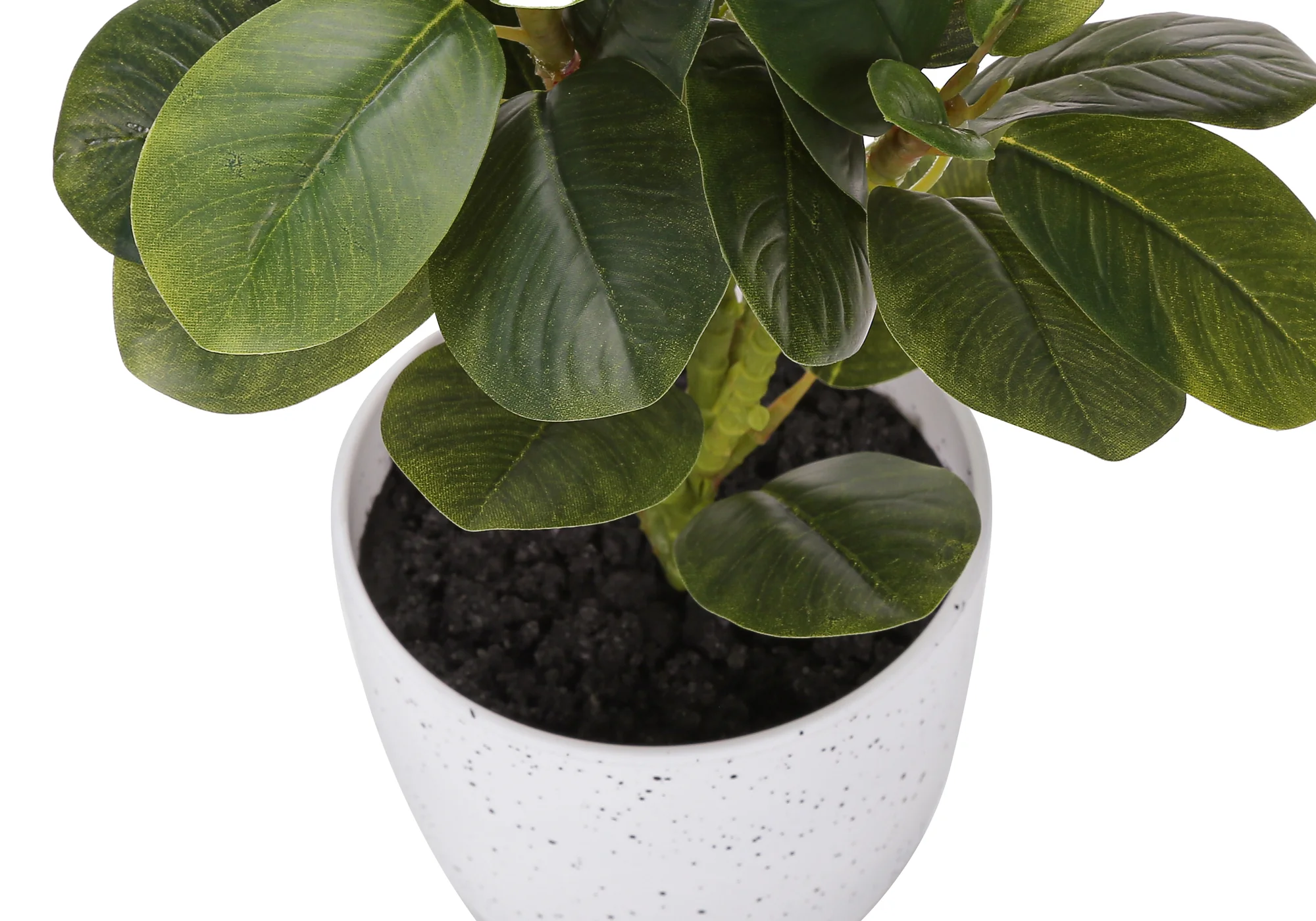 14" Ficus Elastica Plant with 4" White Pot - Green - Set of Two - Image 4