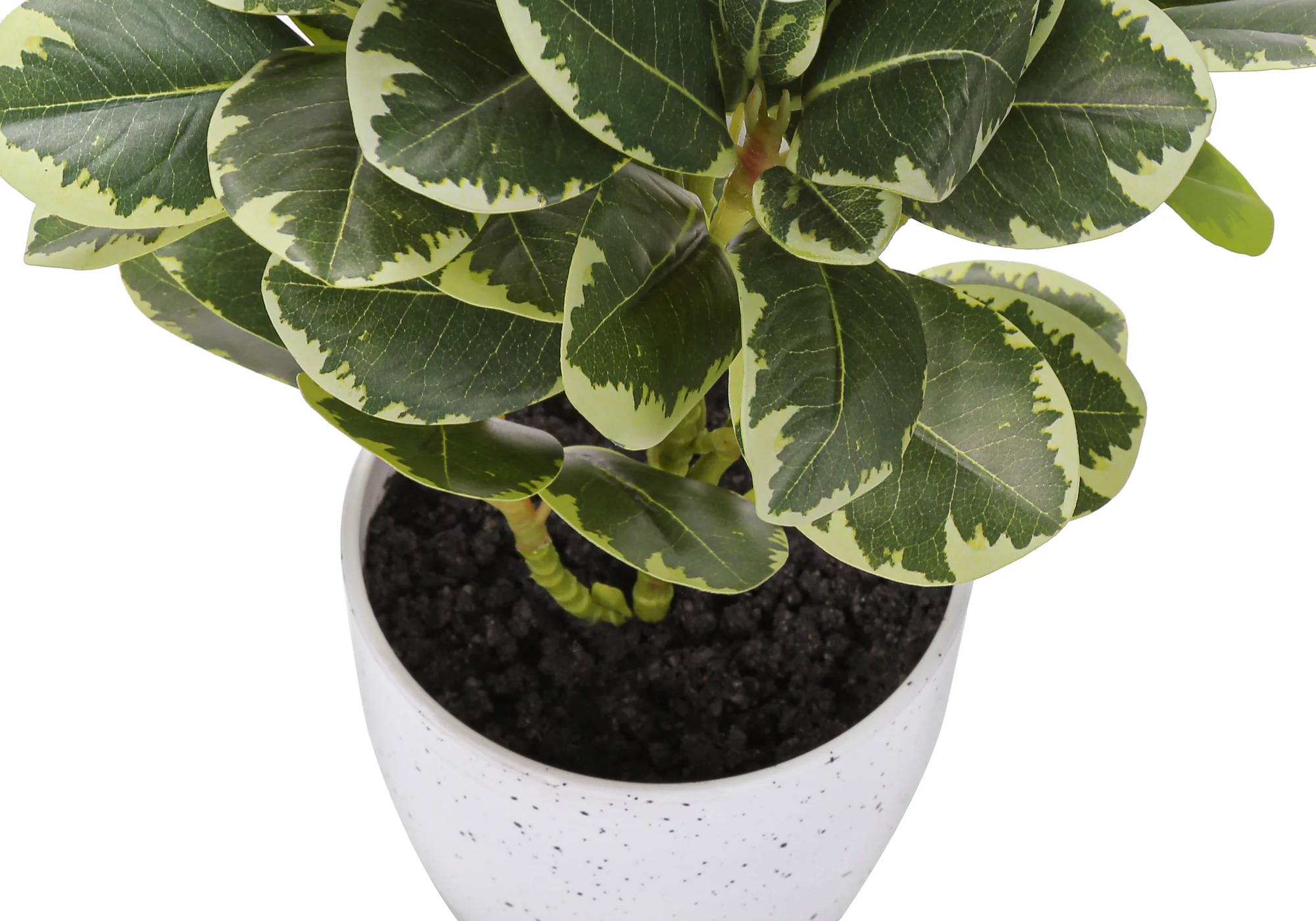 14" Ficus Elastica Plant with 4" White Pot - Green - Set of Two - Image 5