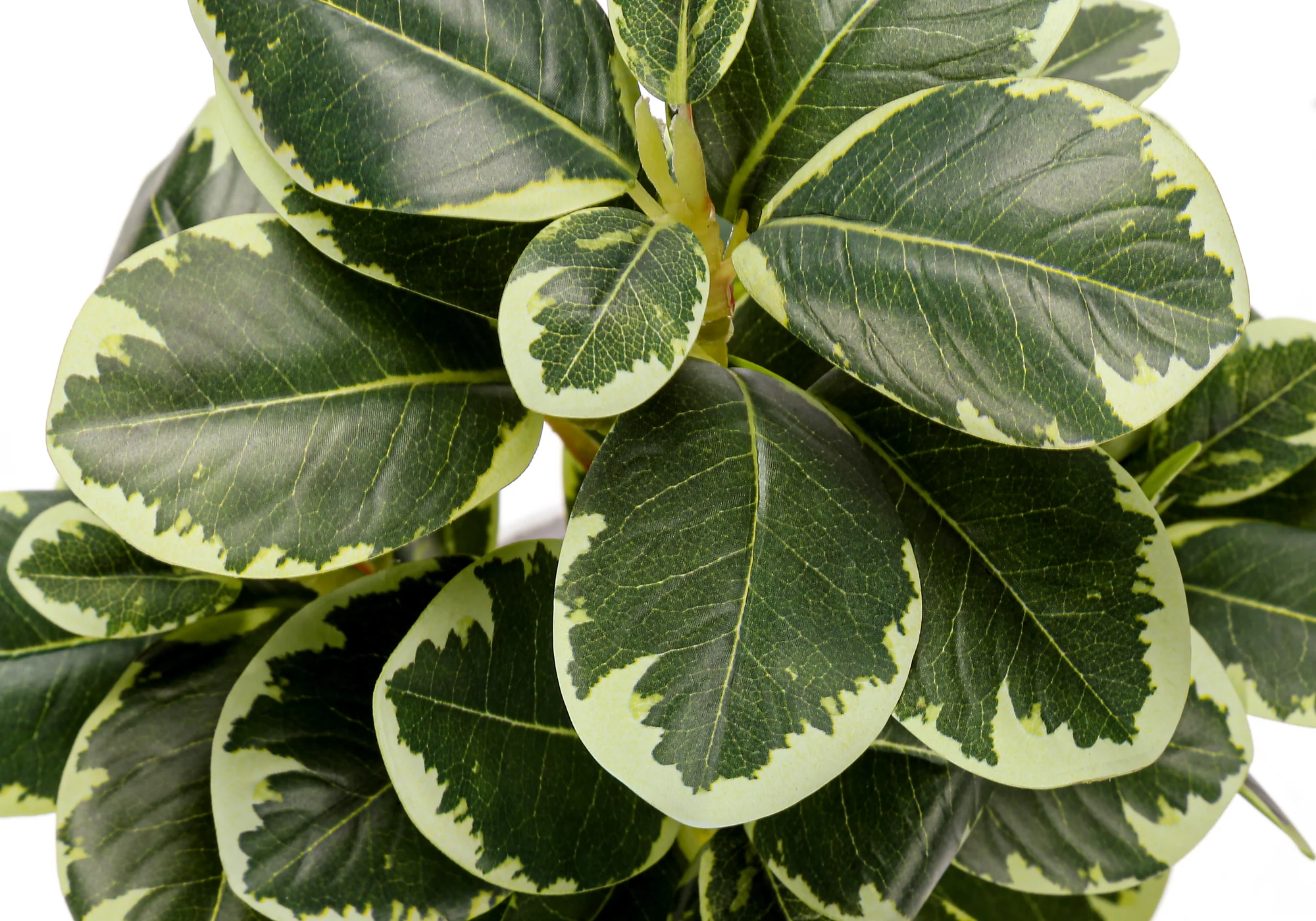 14" Ficus Elastica Plant with 4" White Pot - Green - Set of Two - Image 7