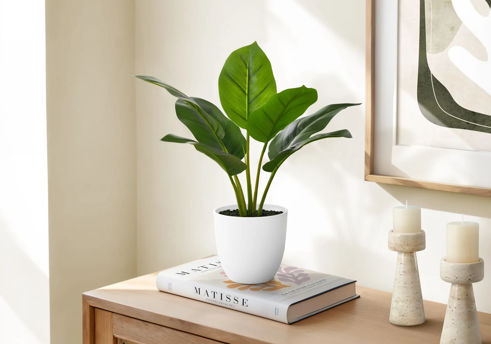 17" Aureum Plant With 5" White Pot - Green - Image 2