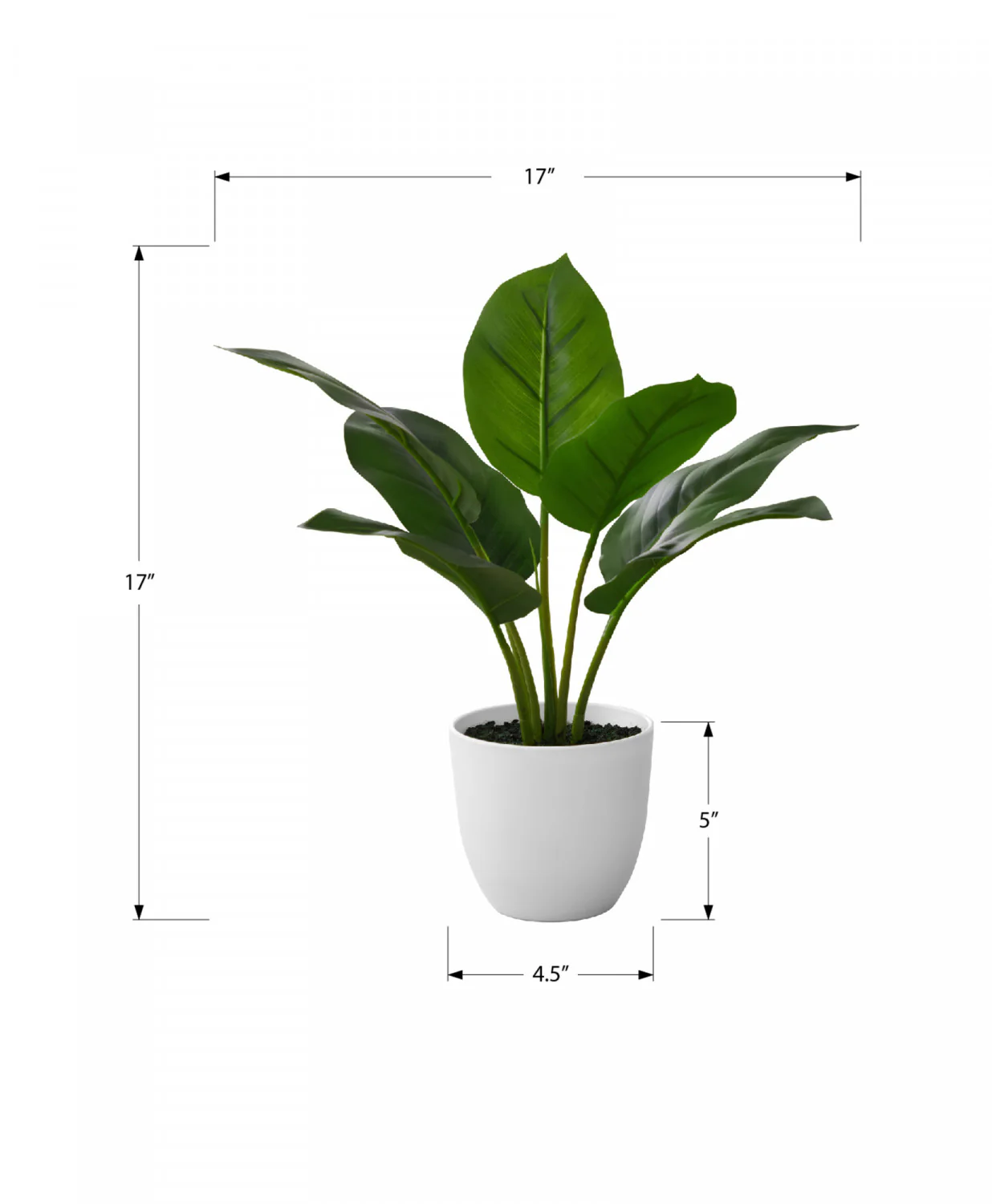17" Aureum Plant With 5" White Pot - Green - Image 3