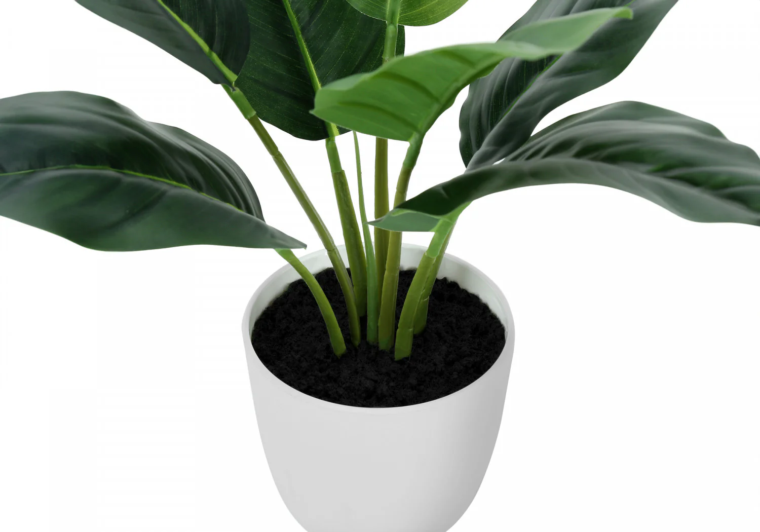 17" Aureum Plant With 5" White Pot - Green - Image 4