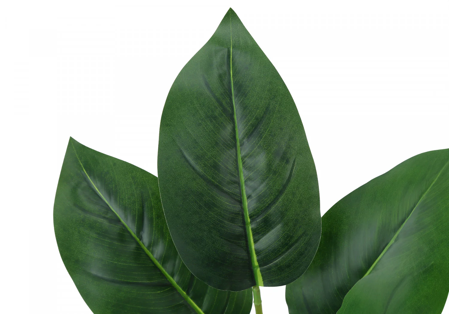 17" Aureum Plant With 5" White Pot - Green - Image 5