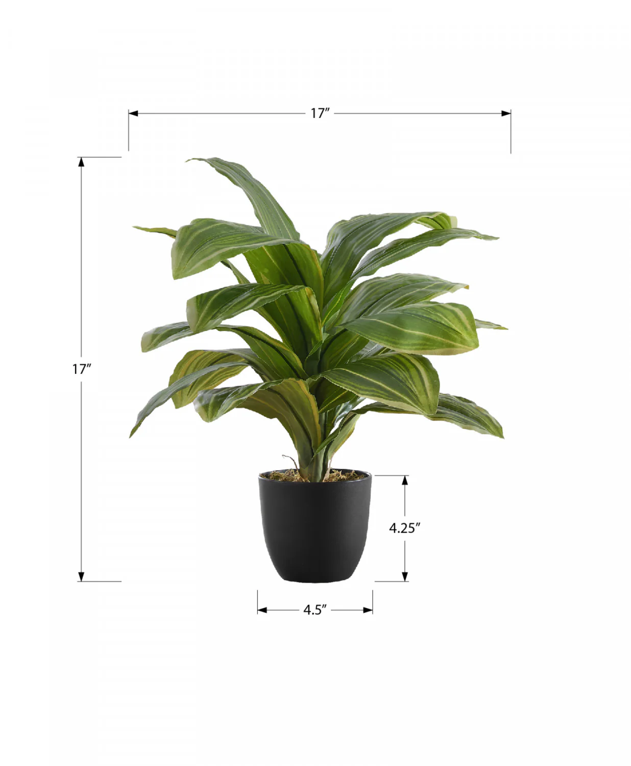 17" Dracaena Plant With 4" Black Pot - Green - Image 3