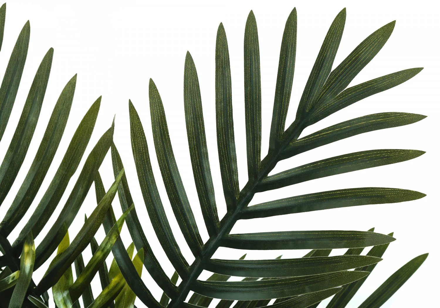20" Palm Plant With 5" Black Pot - Green - Image 5