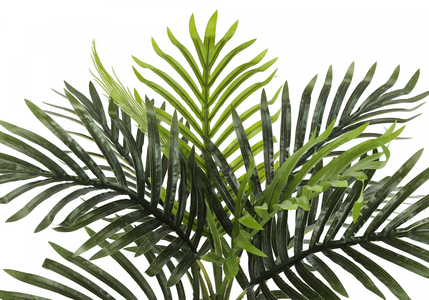 20" Palm Plant With 5" Black Pot - Green - Image 6