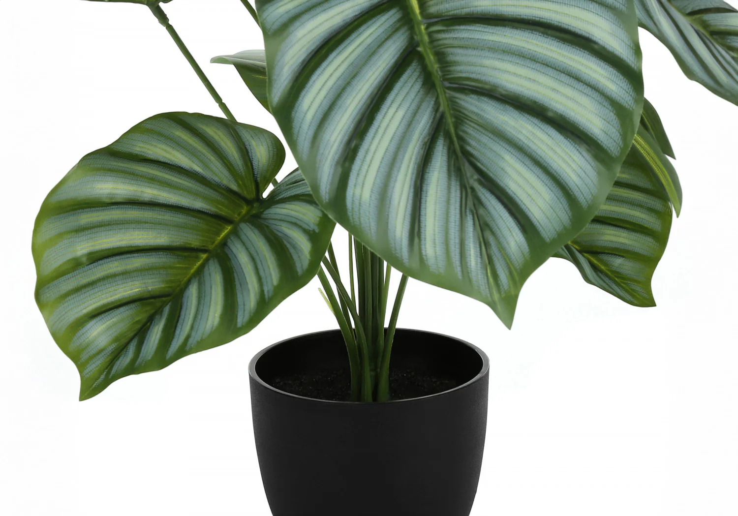 24" Calathea Plant With 5" Black Pot - Green - Image 4