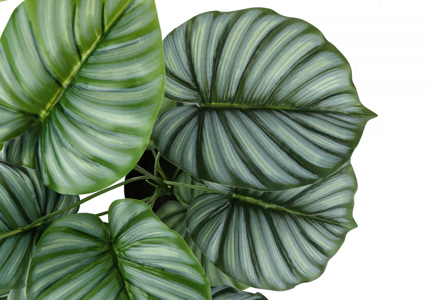 24" Calathea Plant With 5" Black Pot - Green - Image 5