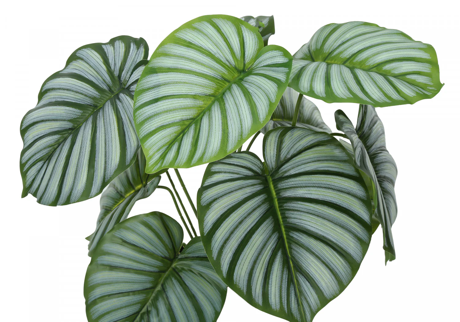 24" Calathea Plant With 5" Black Pot - Green - Image 6