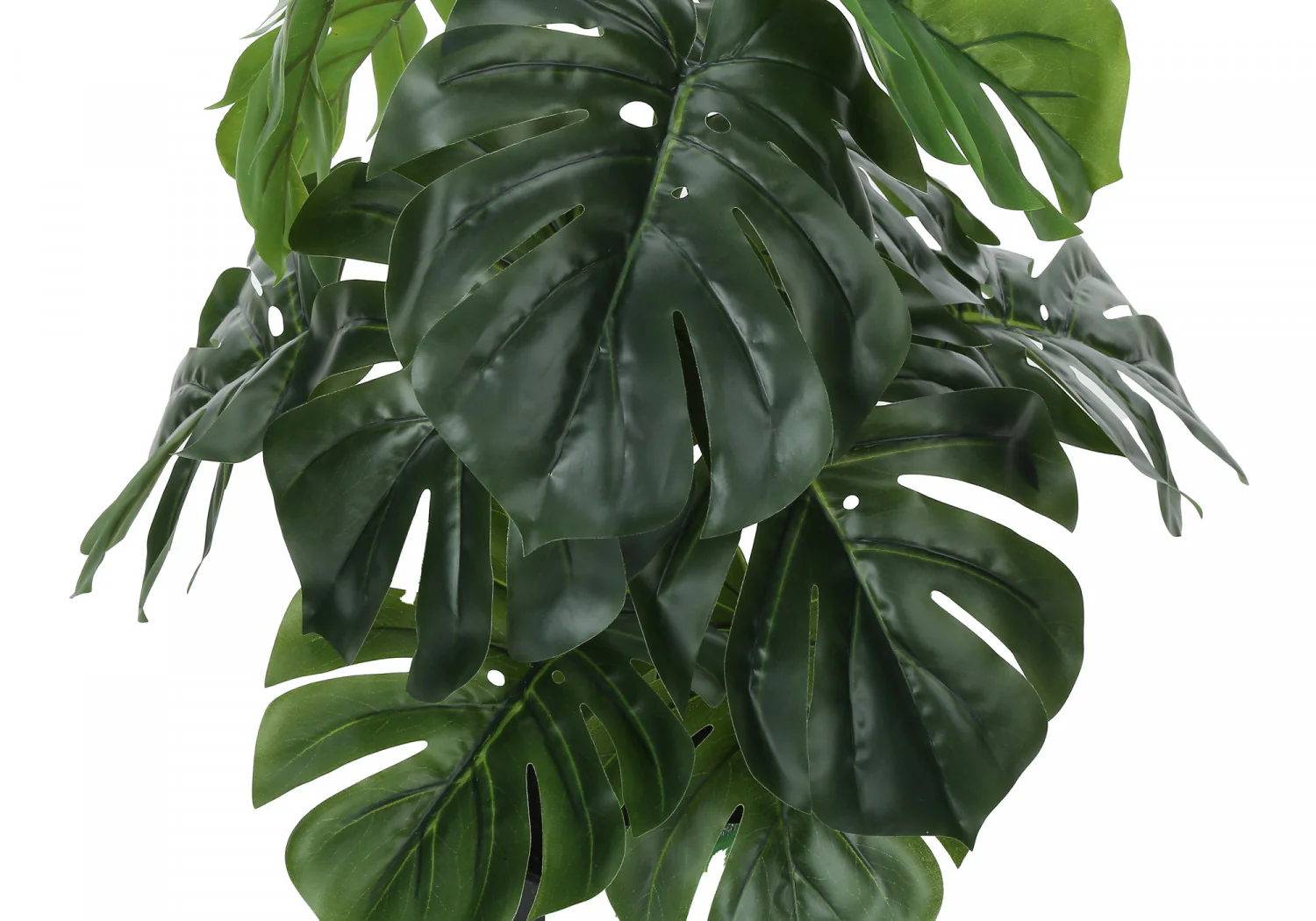 24" Monstera Plant With 5" Black Pot - Green - Image 6
