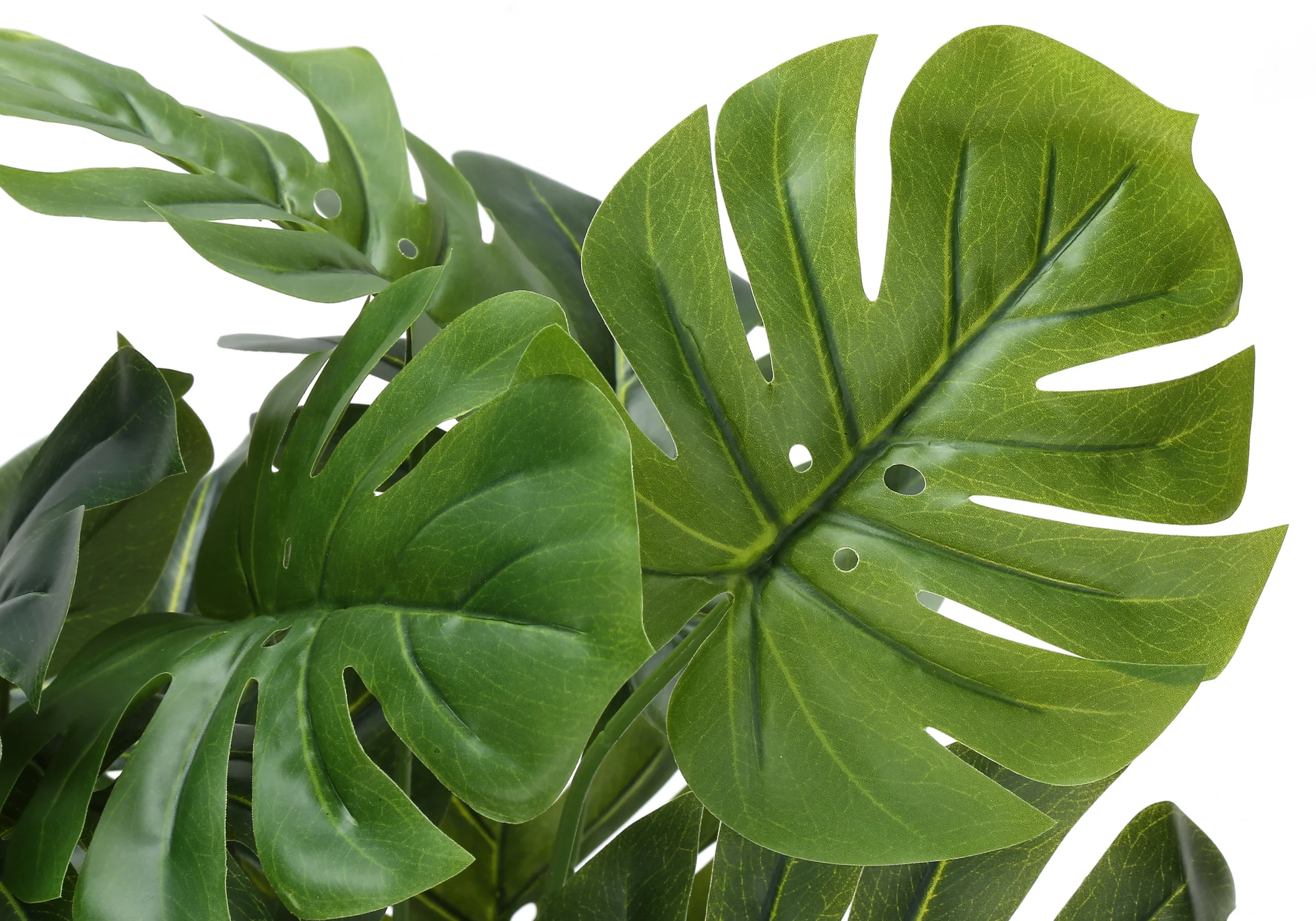 24" Monstera Plant with 5" White Pot - Green - Set of Two - Image 5