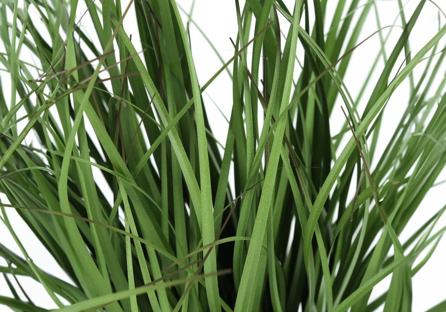 26" Grass Plant With 4" Black Pot - Green - Image 5