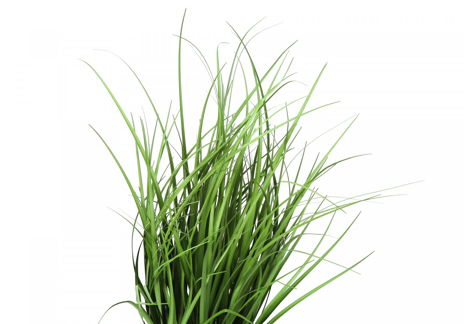 26" Grass Plant With 4" Black Pot - Green - Image 6