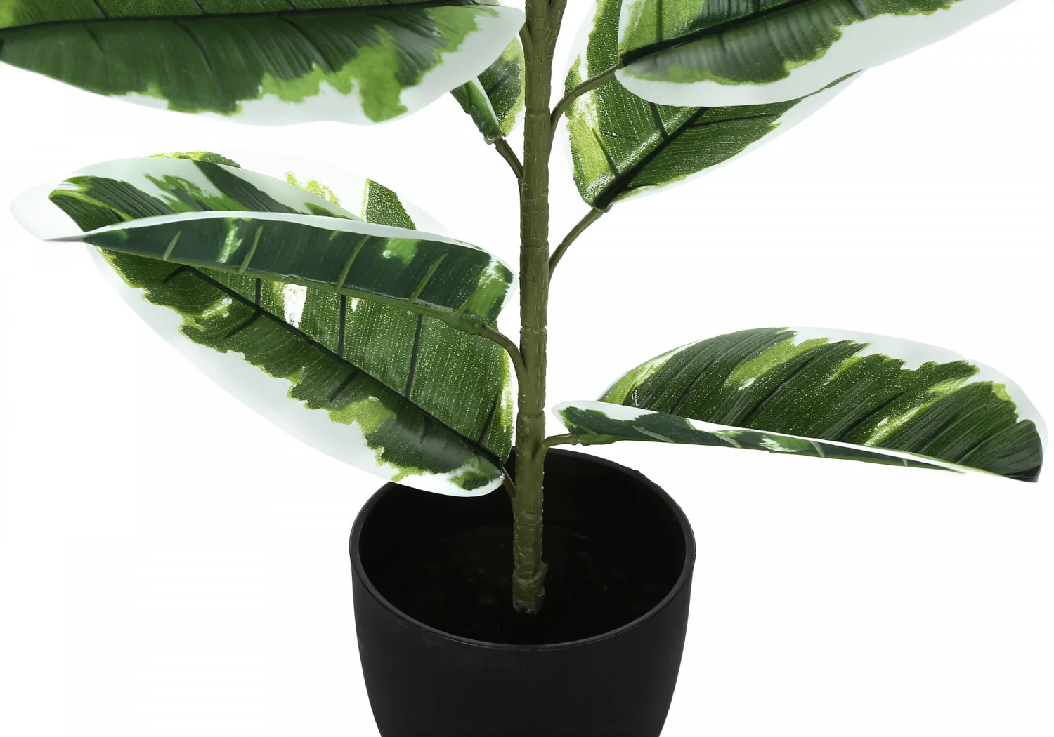 27" Rubber Plant With 5" Black Pot - Green - Image 4