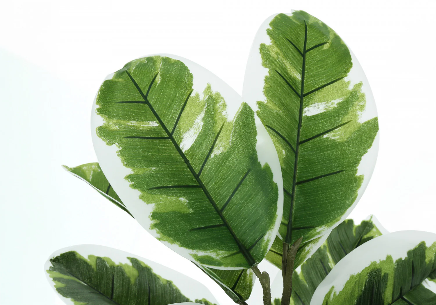 27" Rubber Plant With 5" Black Pot - Green - Image 5