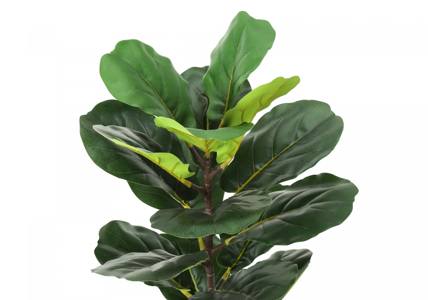 28" Fiddle Tree With 8" Woven Basket Pot - Green - Image 6