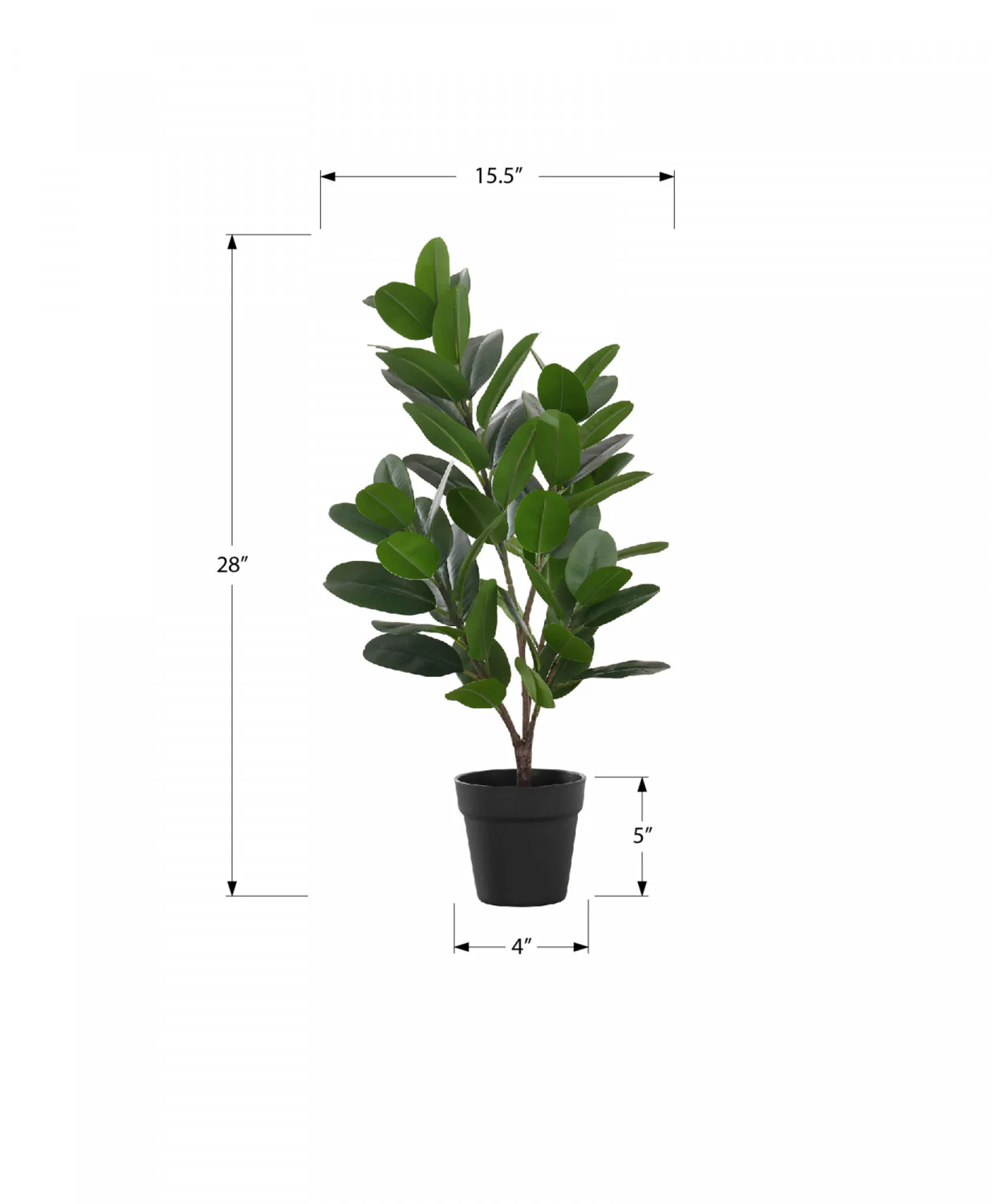 28" Garcinia Plant With 5" Black Pot - Green - Image 3