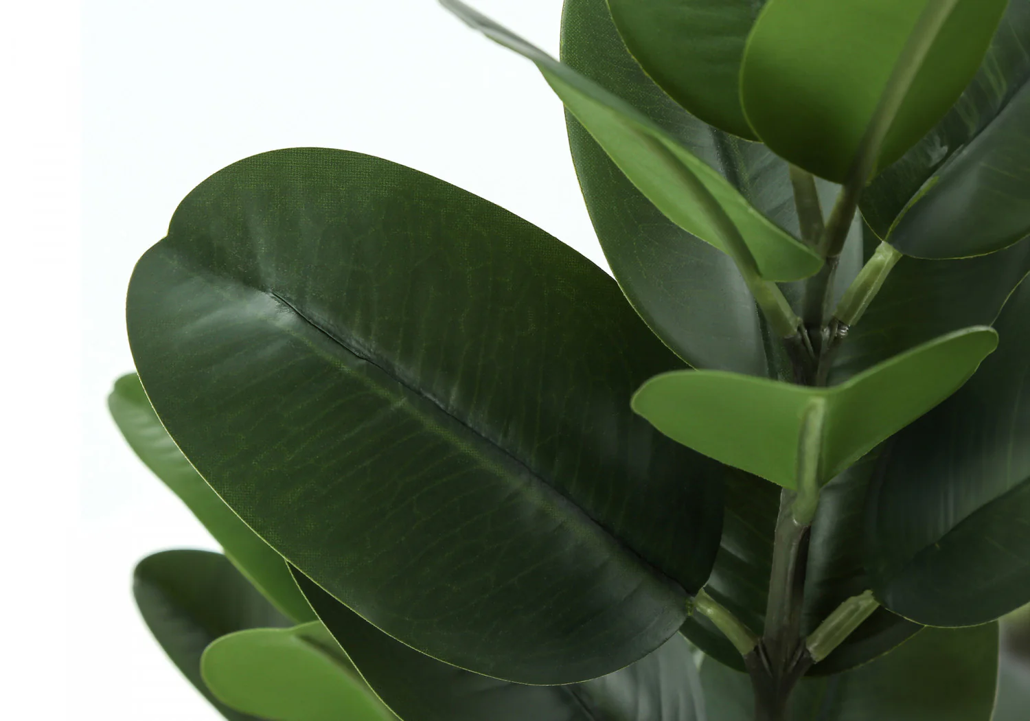 28" Garcinia Plant With 5" Black Pot - Green - Image 5