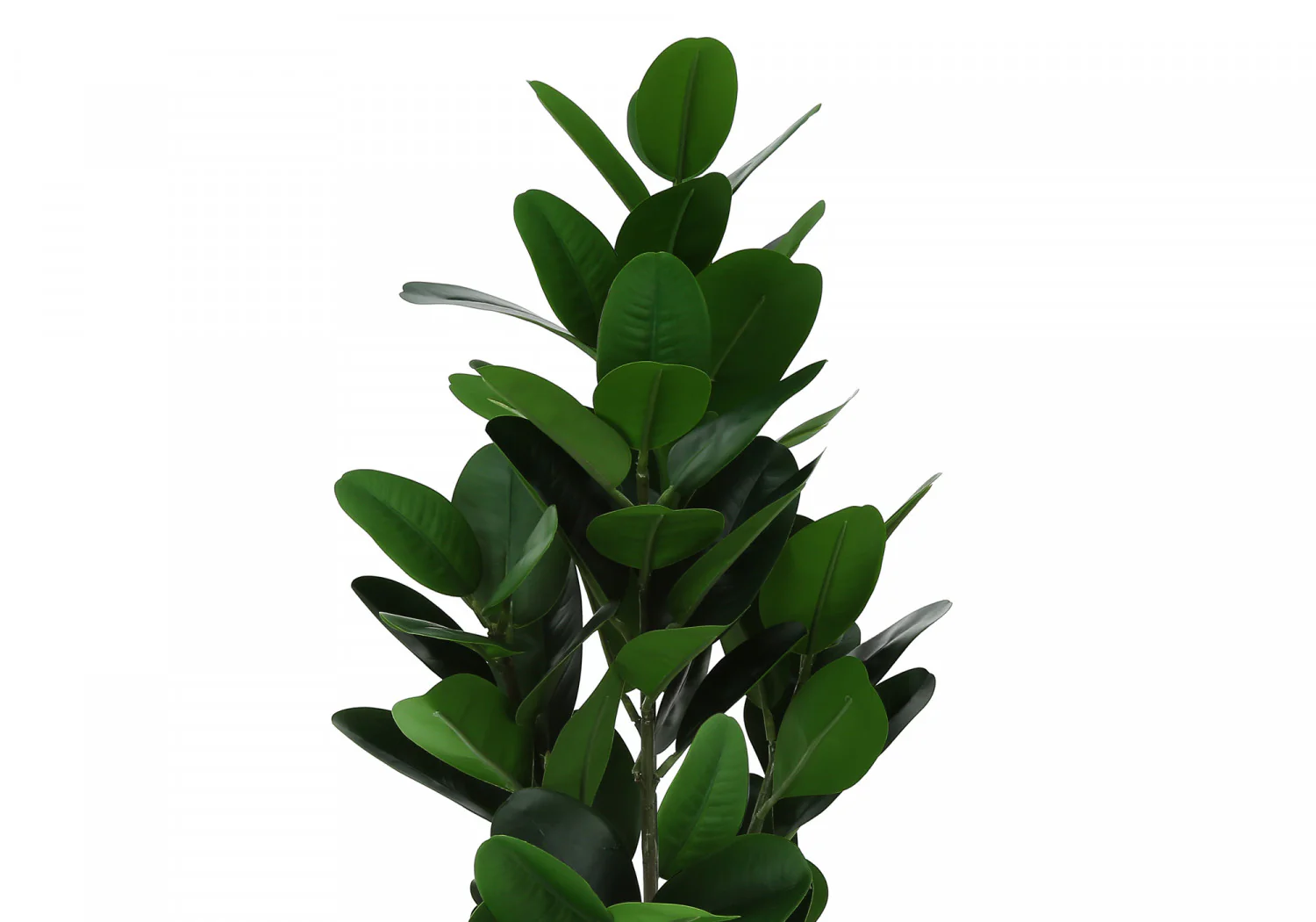 28" Garcinia Plant With 5" Black Pot - Green - Image 6