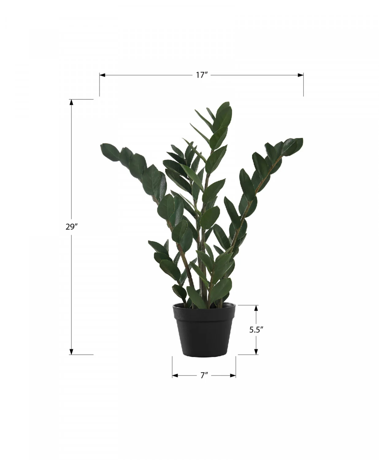 29" ZZ Plant With 6" Black Pot - Green - Image 3