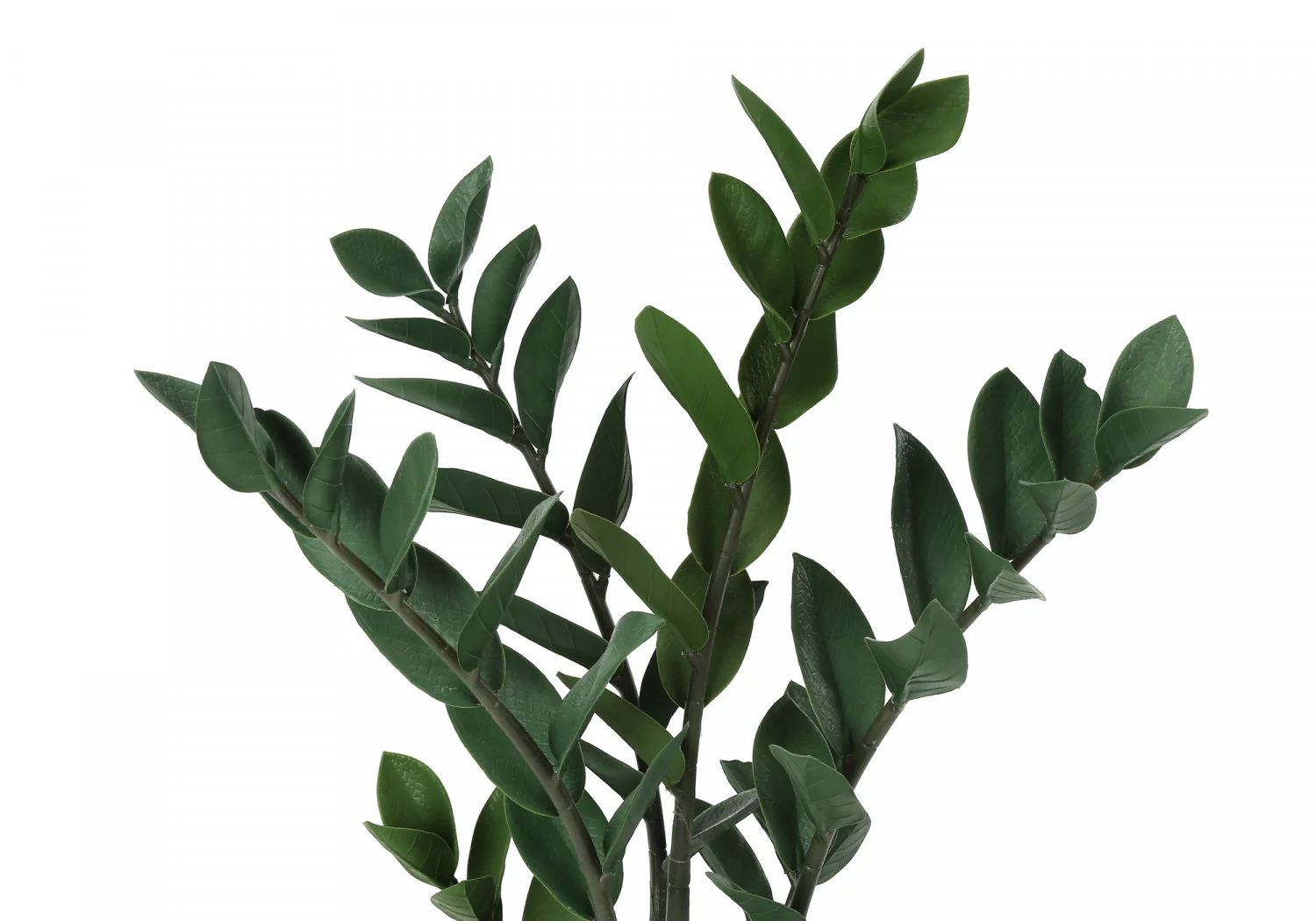 29" ZZ Plant With 6" Black Pot - Green - Image 6