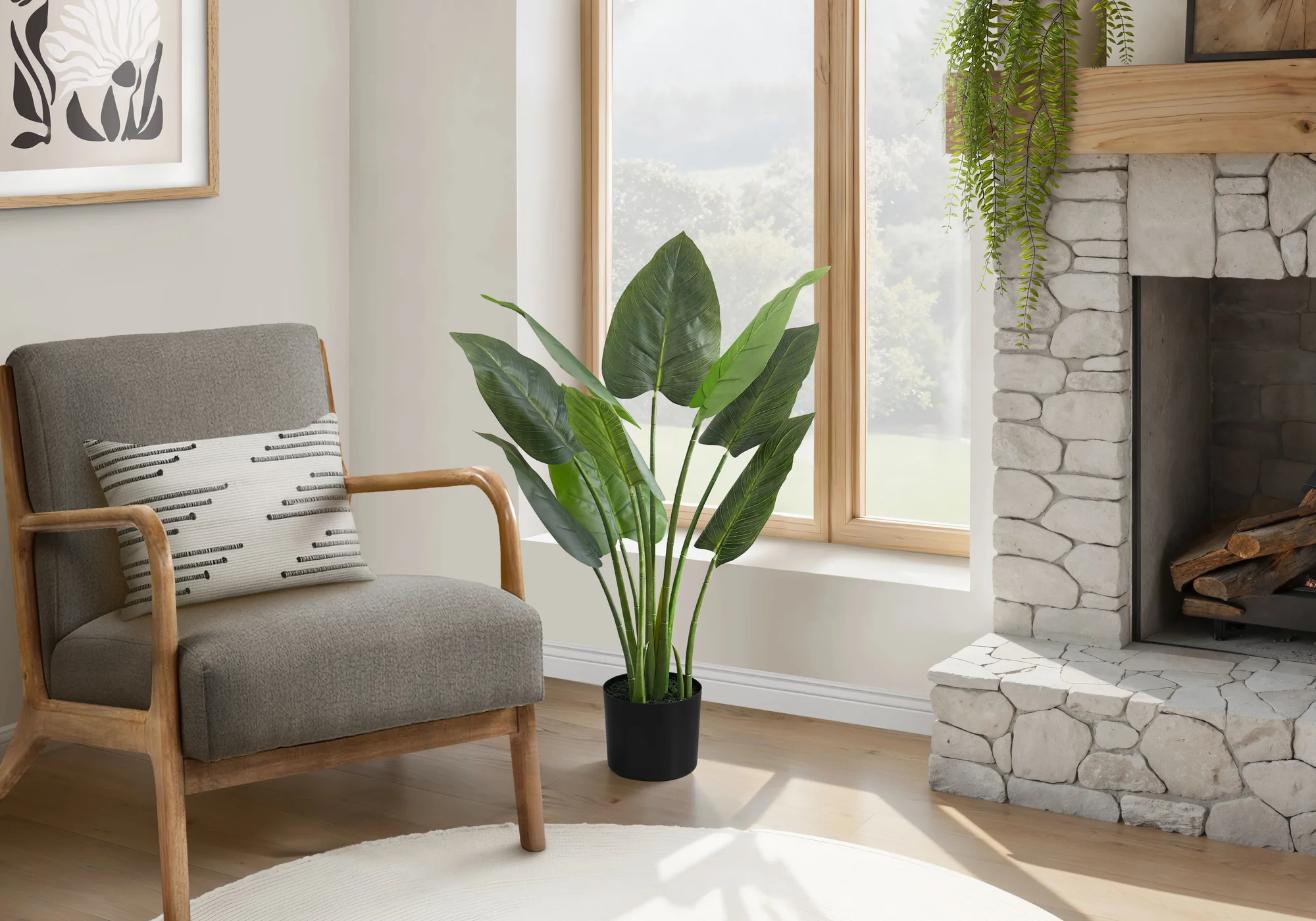 37" Aureum Plant With 5" Black Pot - Green - Image 2