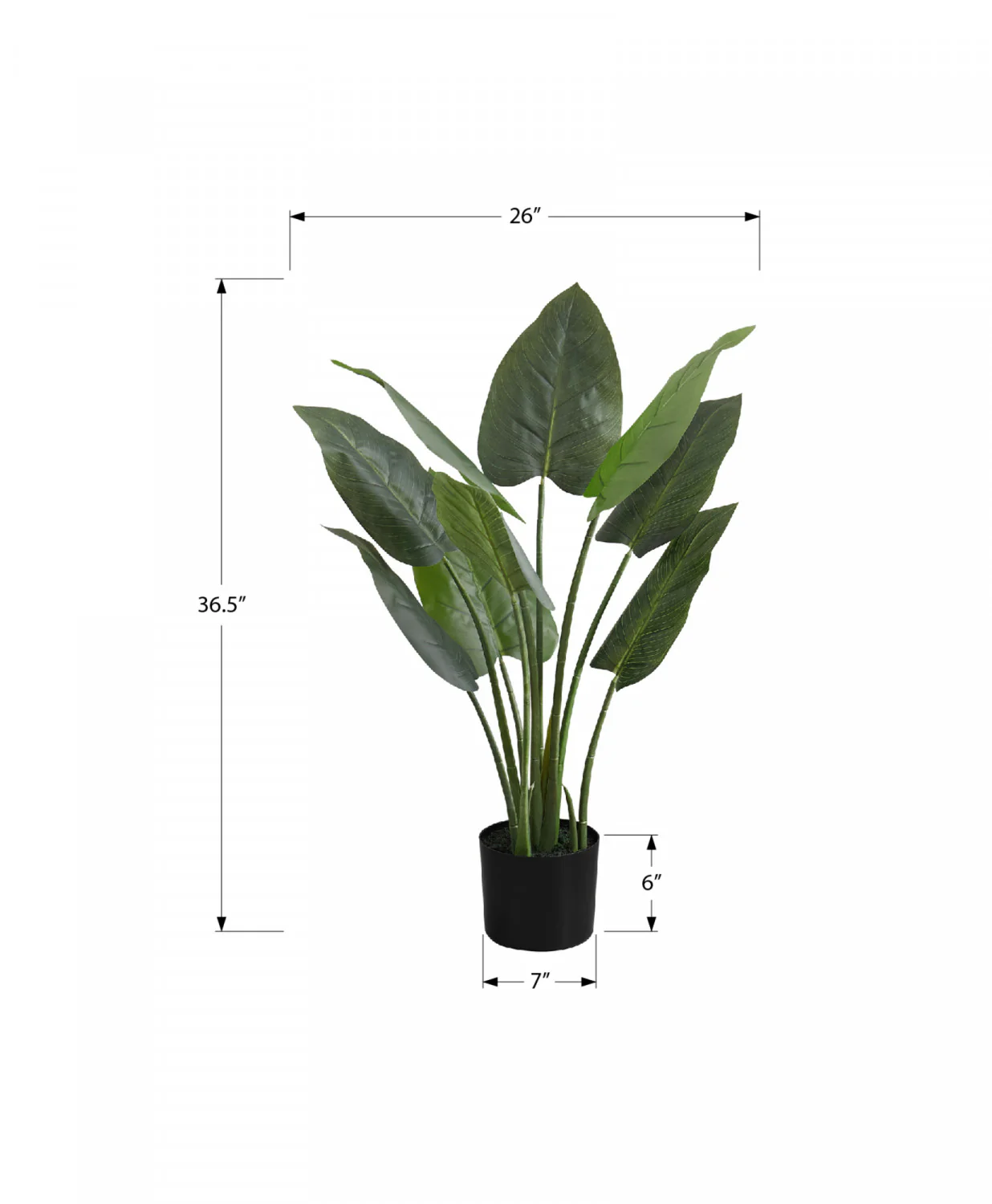 37" Aureum Plant With 5" Black Pot - Green - Image 3