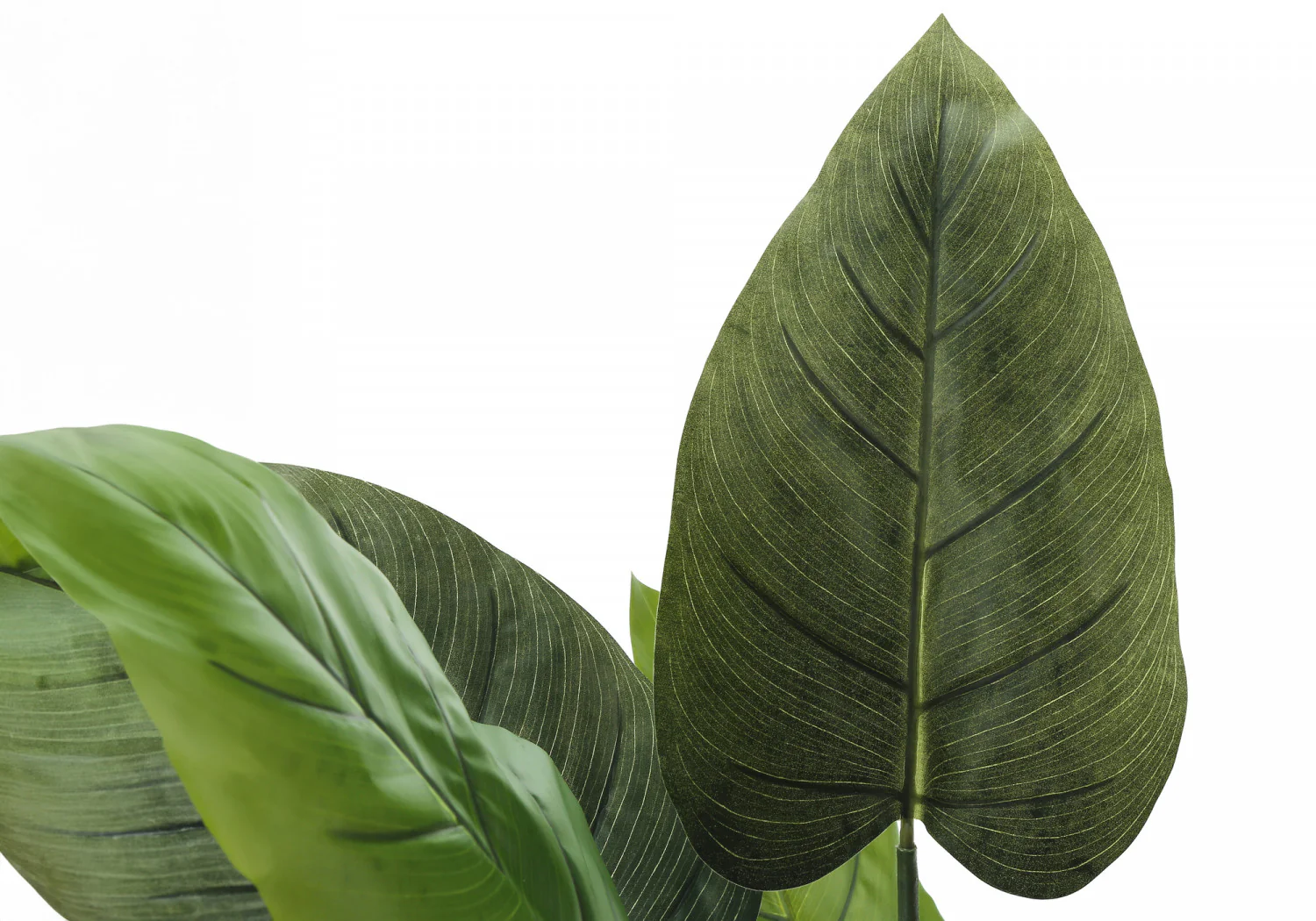 37" Aureum Plant With 5" Black Pot - Green - Image 5