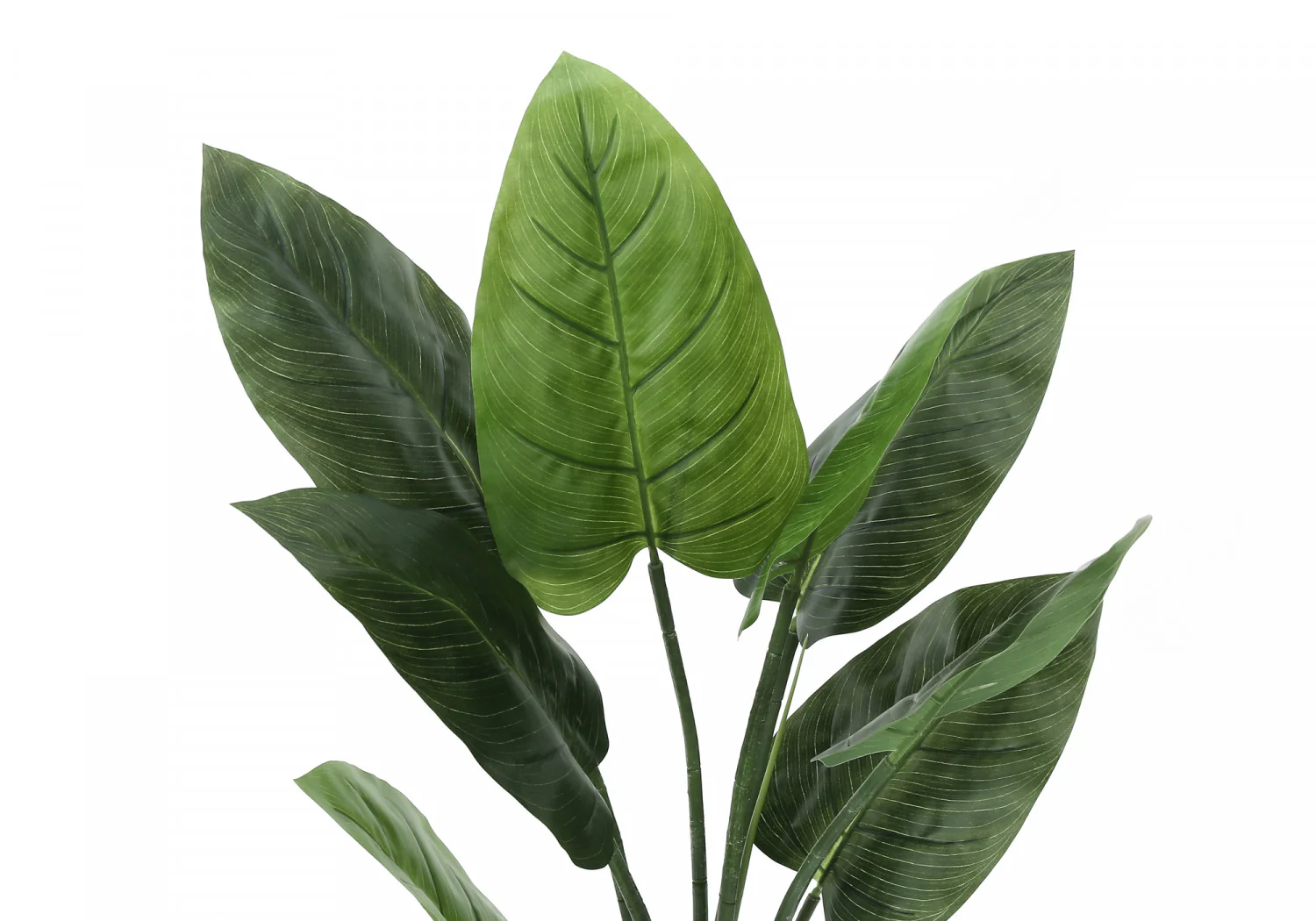 37" Aureum Plant With 5" Black Pot - Green - Image 6