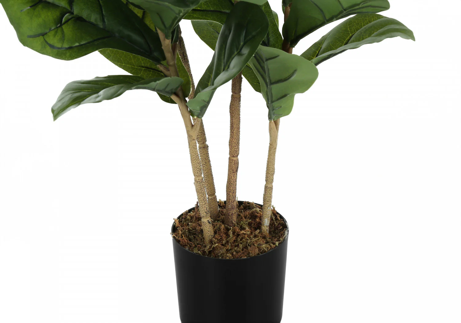 41" Fiddle Tree With 5" Black Pot - Green - Image 4