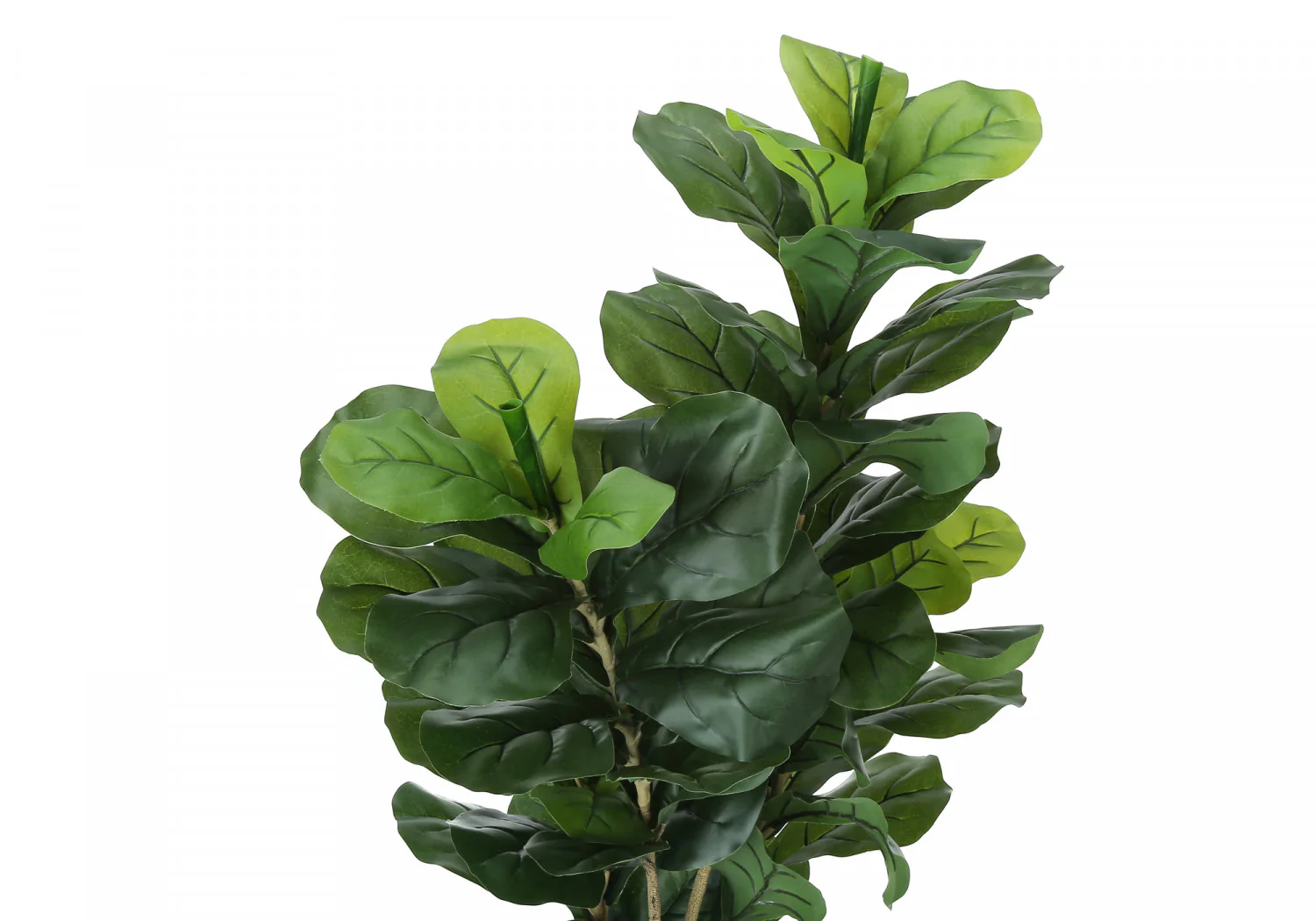 41" Fiddle Tree With 5" Black Pot - Green - Image 6