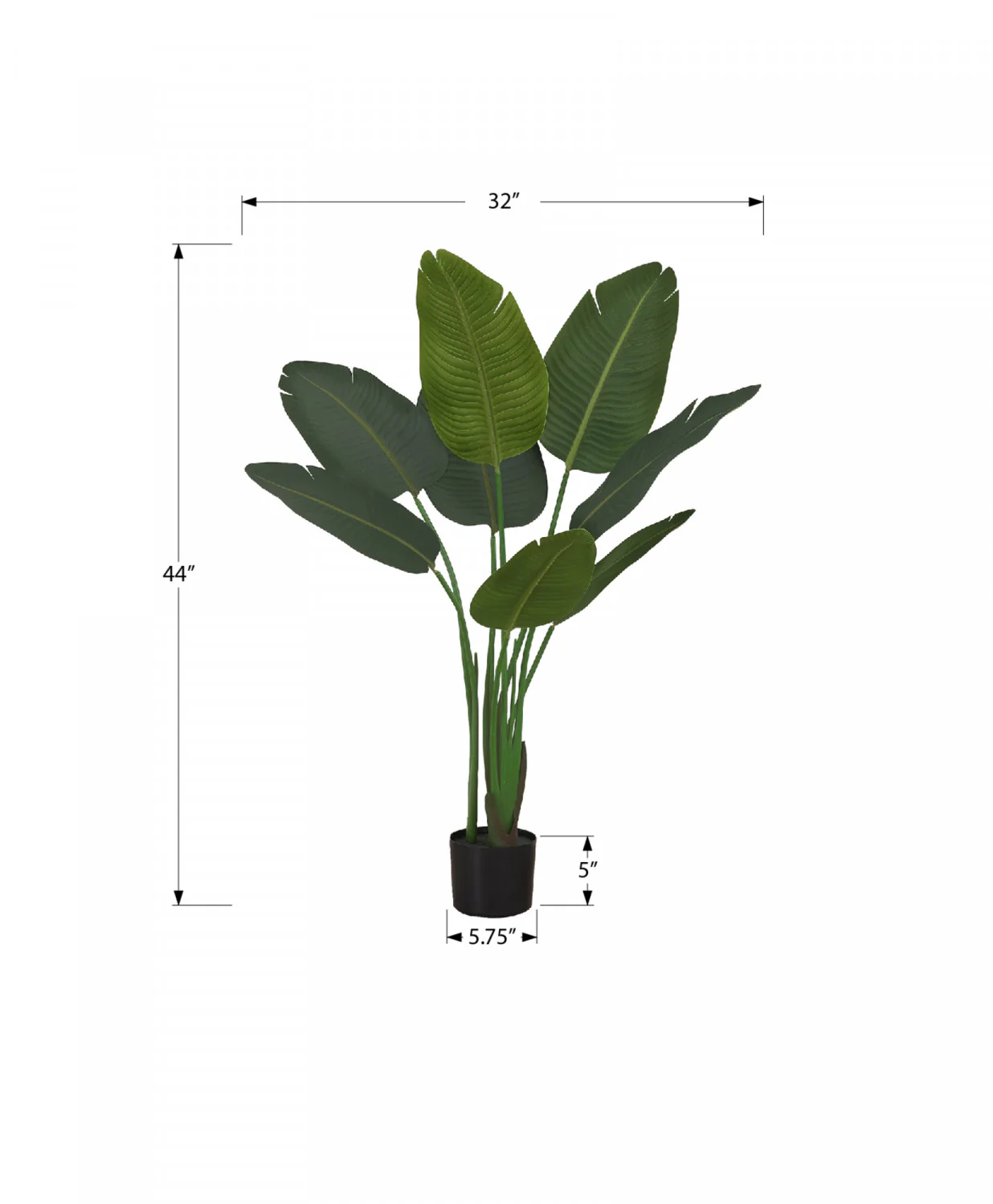 44" Bird Of Paradise Plant With 5" Black Pot - Green - Image 3
