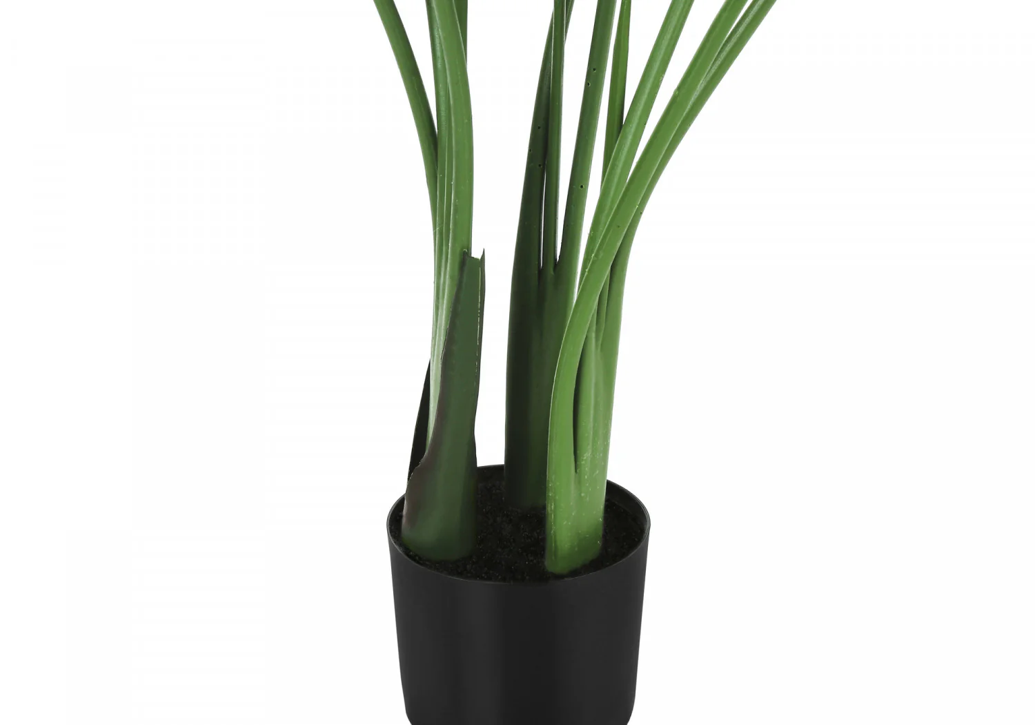 44" Bird Of Paradise Plant With 5" Black Pot - Green - Image 4