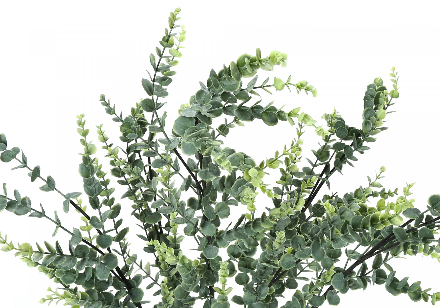 44" Eucalyptus Plant With 5" Black Pot - Green - Image 6