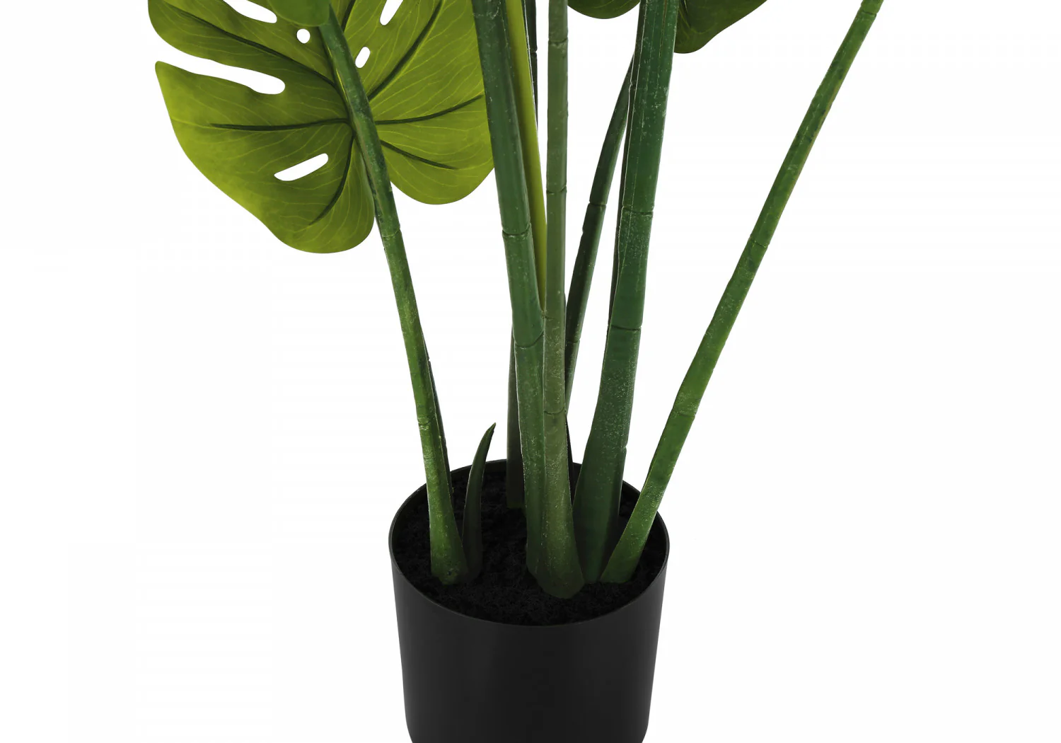45" Monstera Plant With 6" Black Pot - Green - Image 4